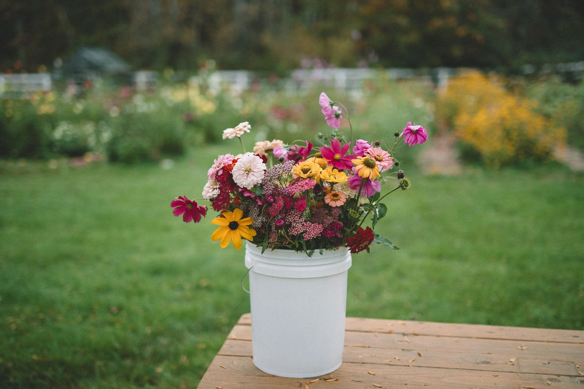 Colorful seasonal flowers gathered in a white bucket on a garden table.