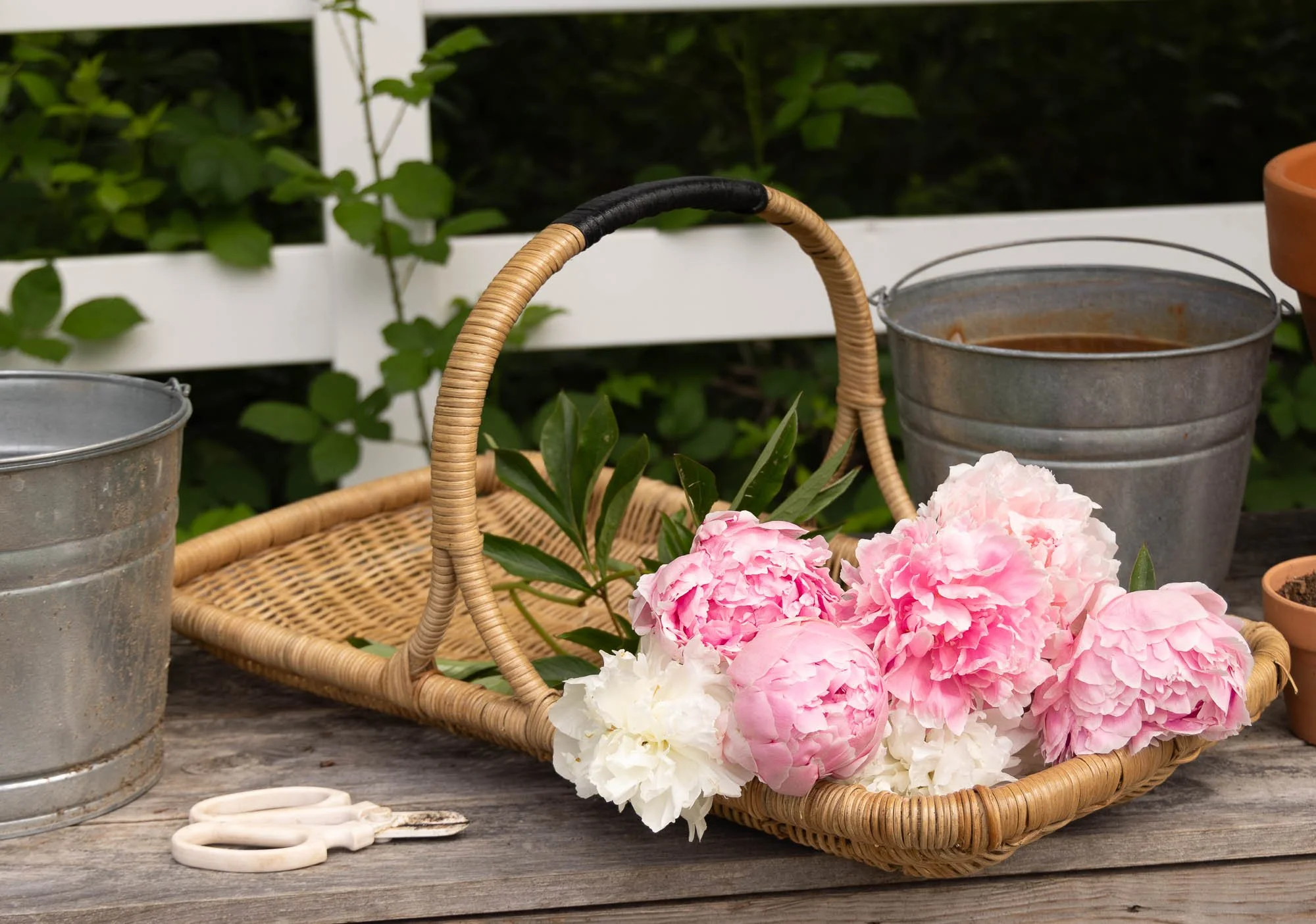 Soft pink Sarah Bernhardt peonies blooming at White Brick Flower Farm-1190.jpg