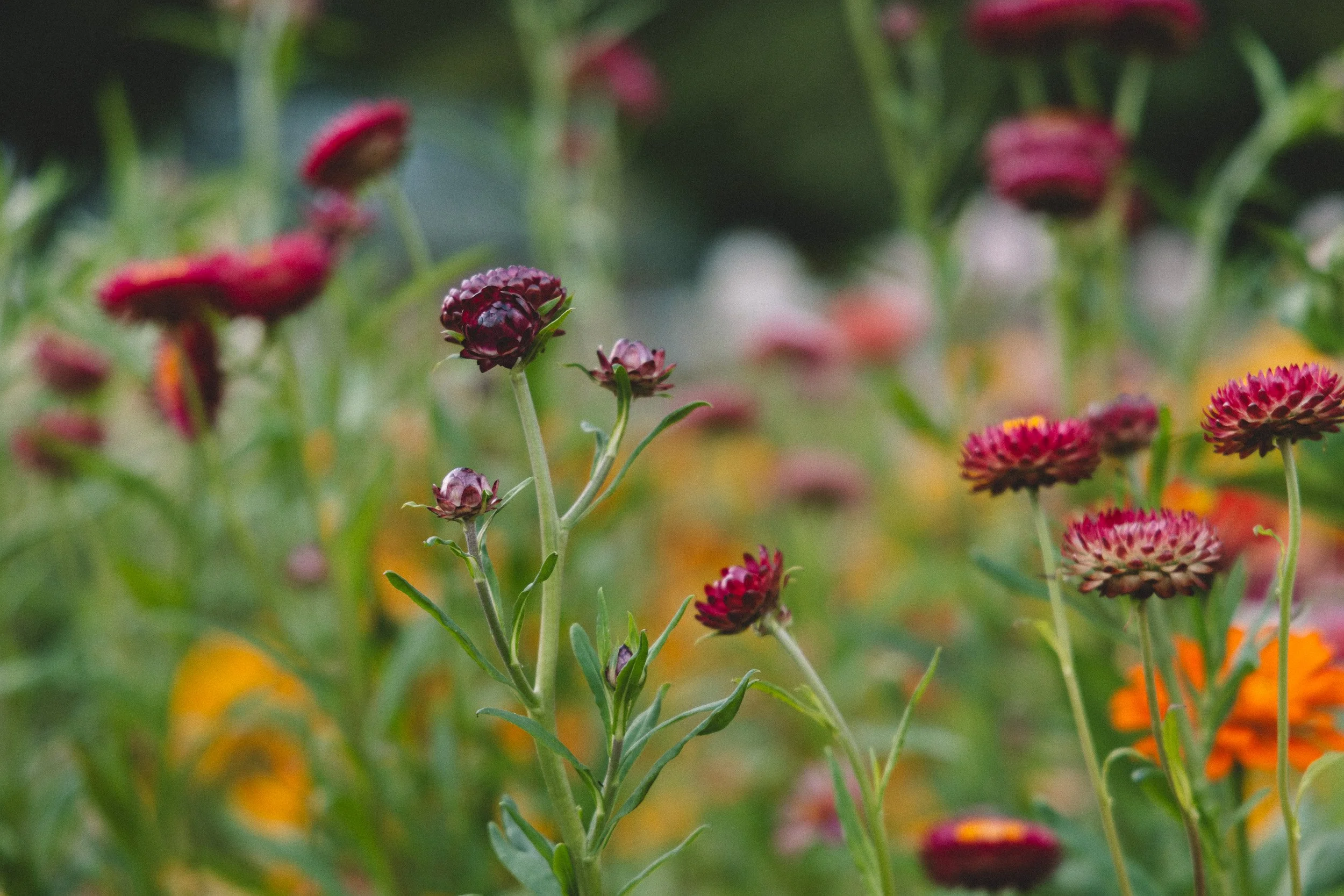 Close-up of dark red and purple flowers with green stems and leaves in a garden setting