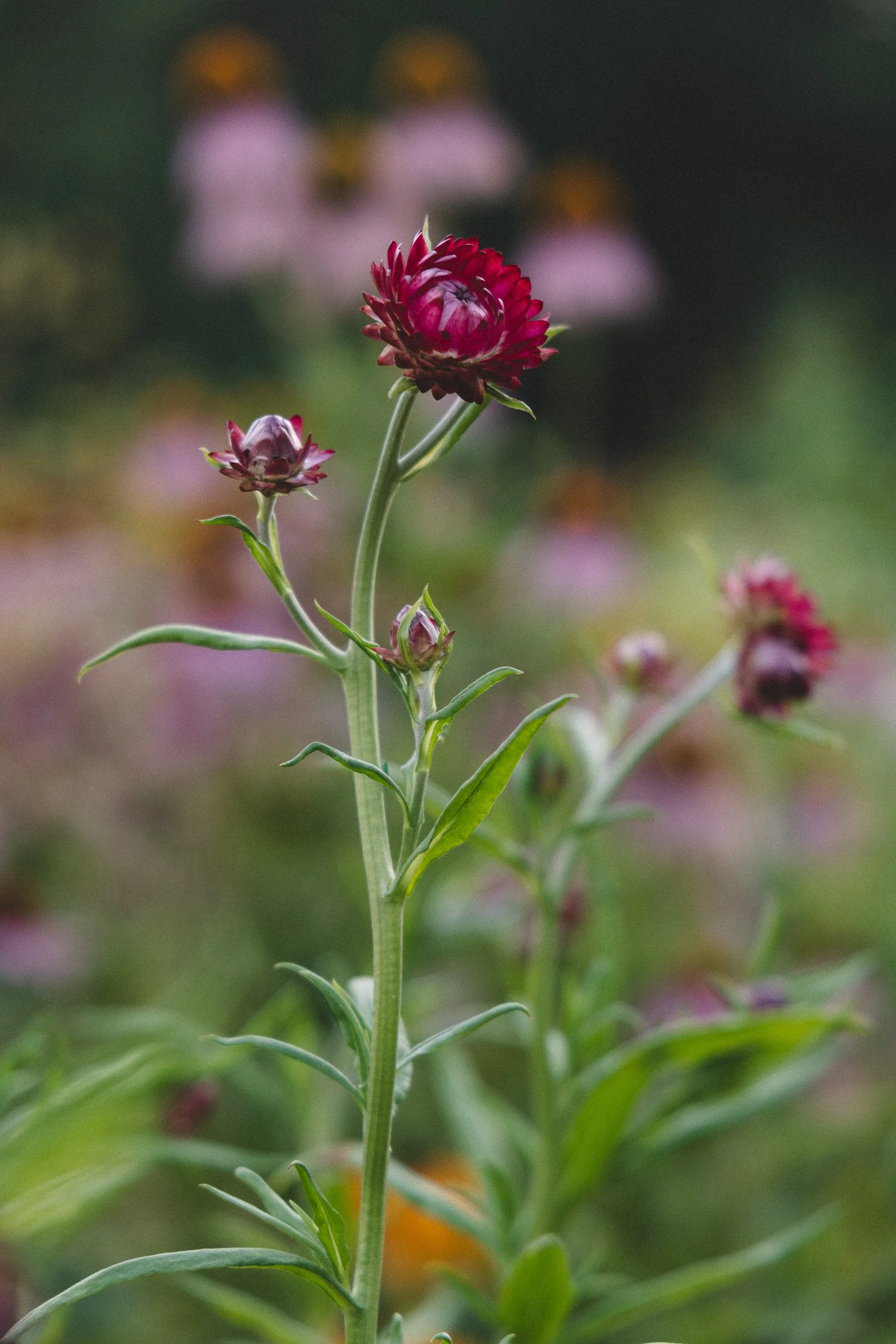 Close-up of a red and pink flower with buds on a green stem, blurred background with similar flowers