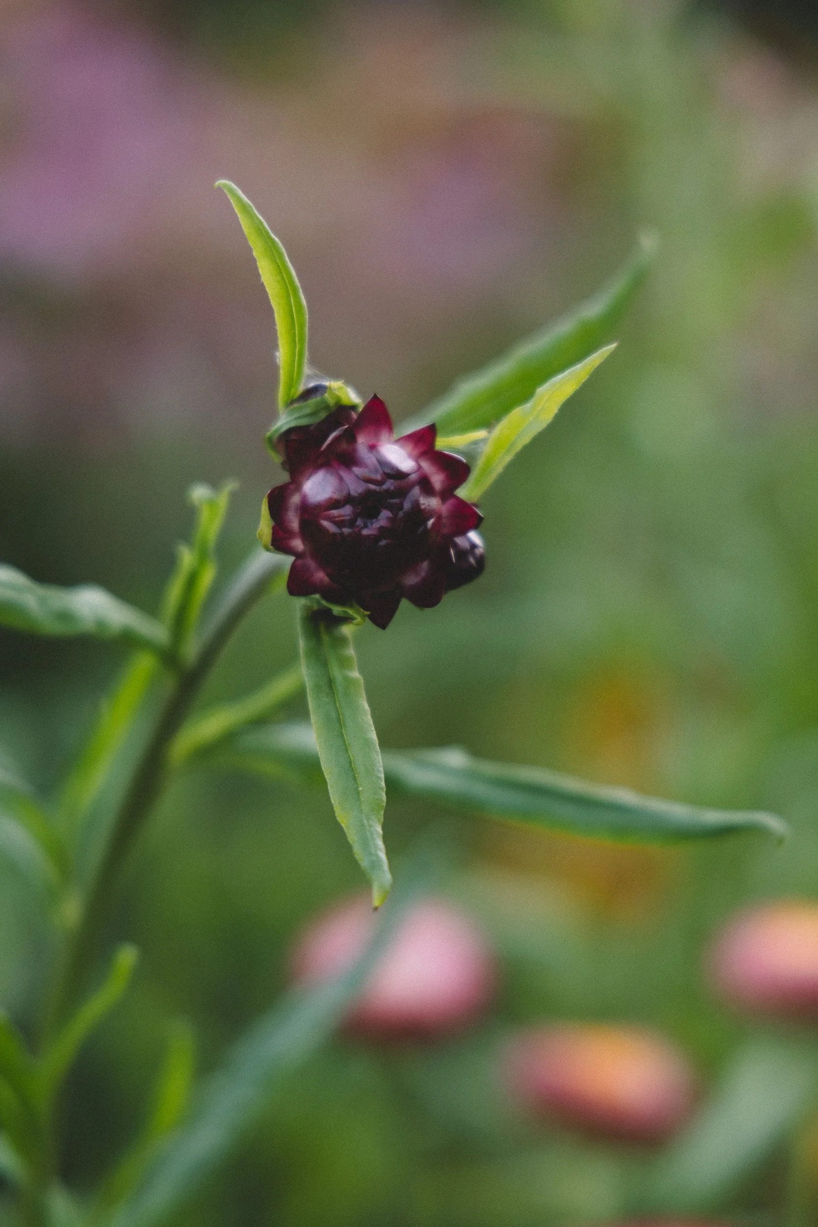 A close-up of small, dark purple or maroon flowers with elongated green leaves on a plant.