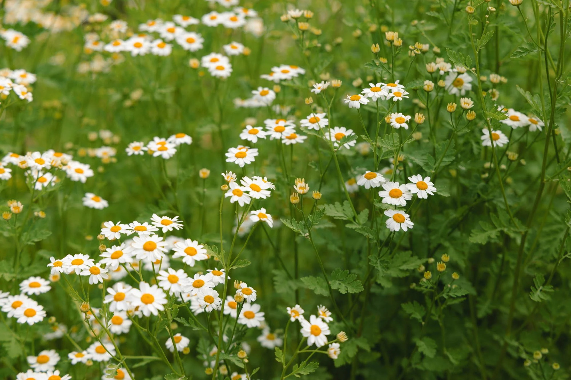 Fresh white feverfew with delicate daisy-like blooms, grown for airy texture in seasonal bouquets and garden-inspired arrangements.