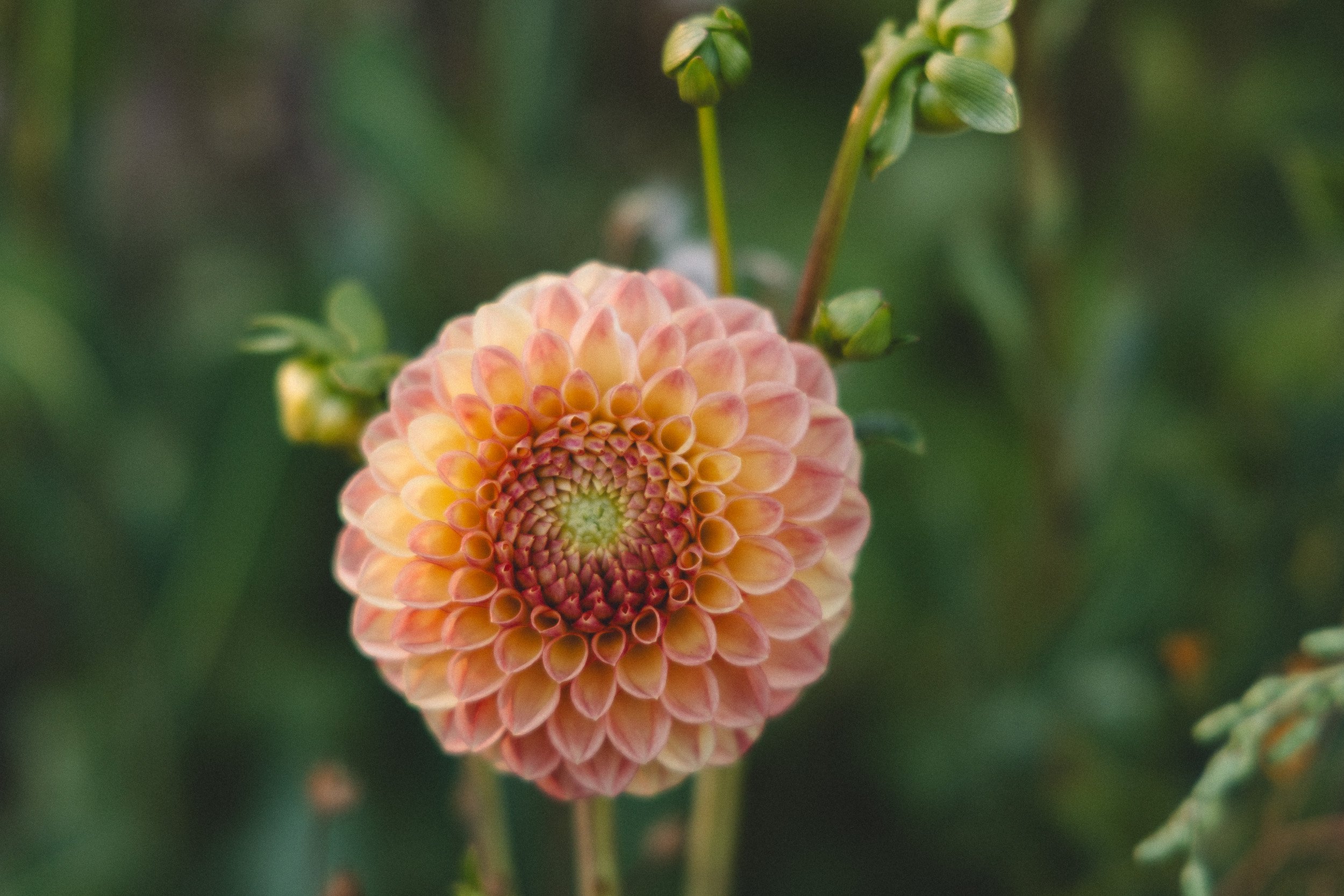 Close-up of a pink and yellow dahlia flower with a green background.