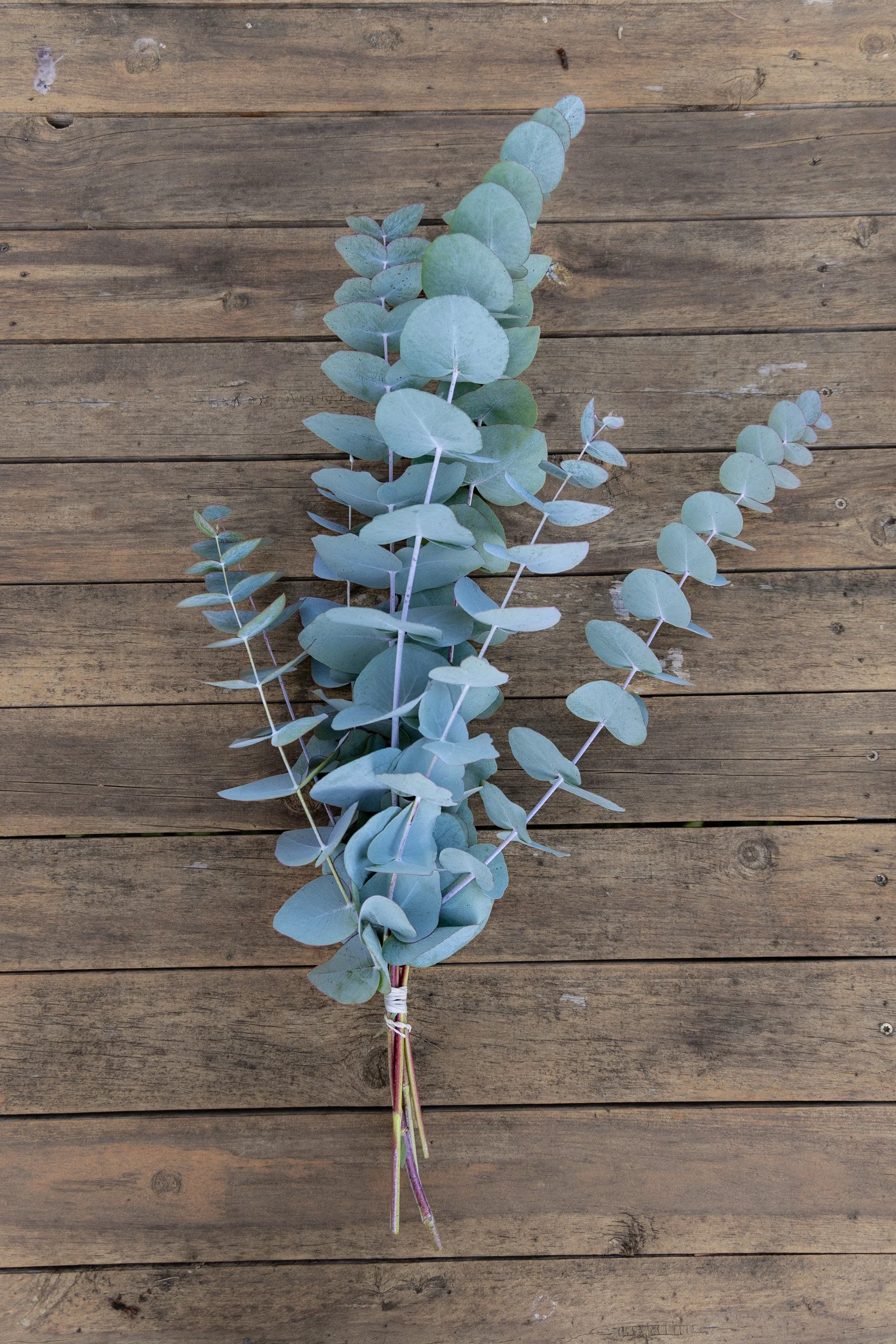 A bunch of grayish-green eucalyptus leaves on a wooden surface.