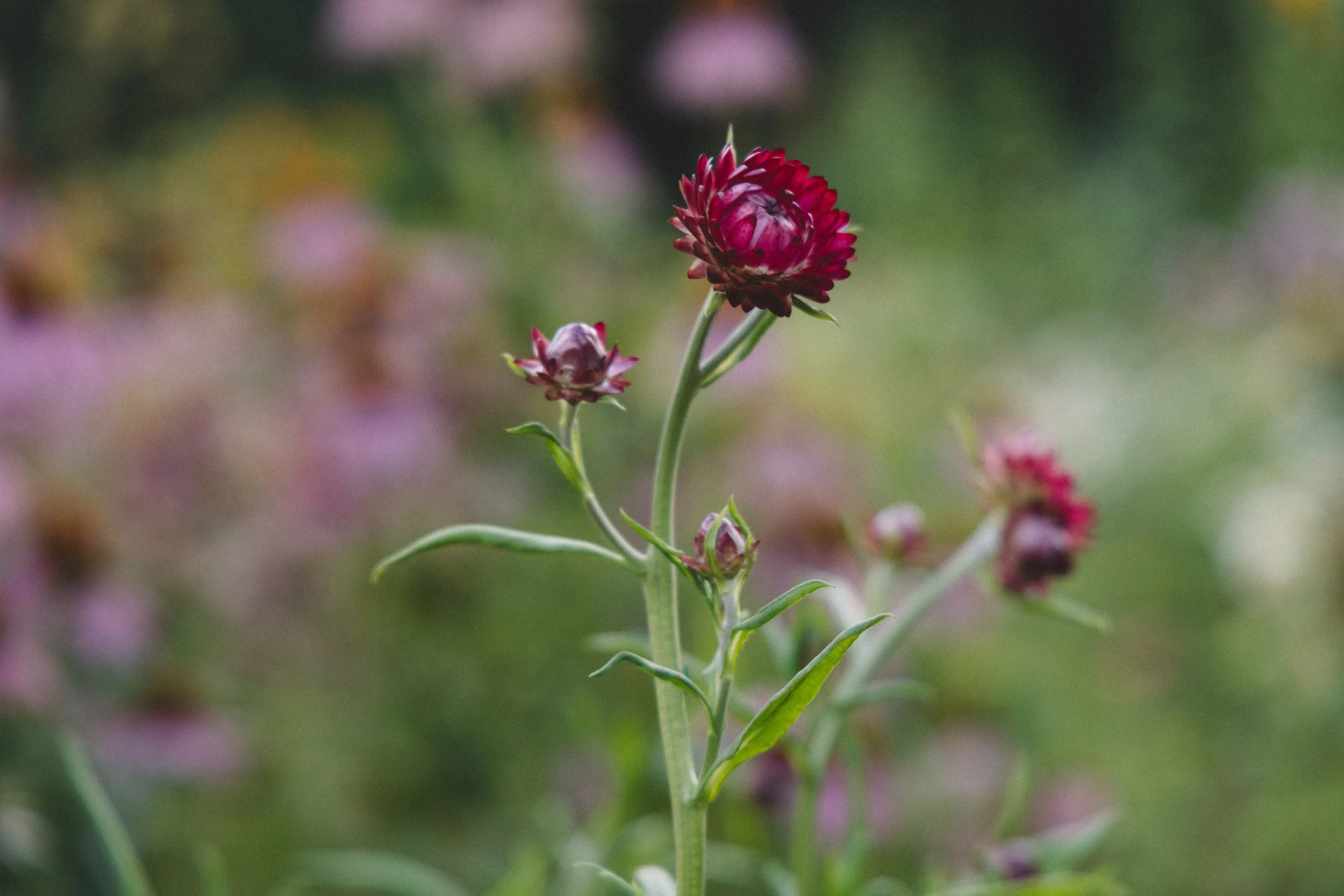Close-up of a purple and red flower with a blurred background of greenery and other flowers.