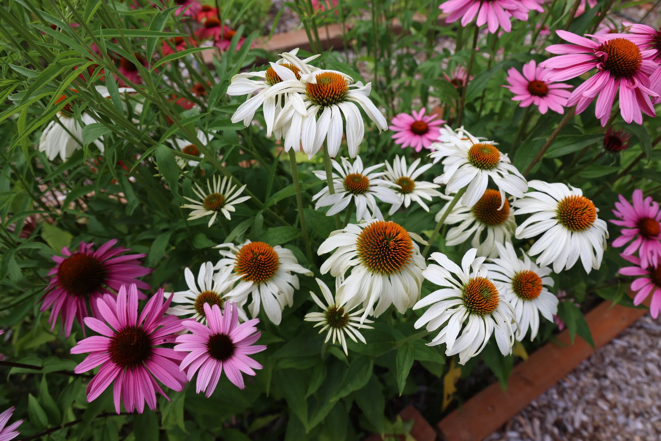 A variety of colorful coneflowers in a garden, including white, pink, and red blooms, with green foliage.