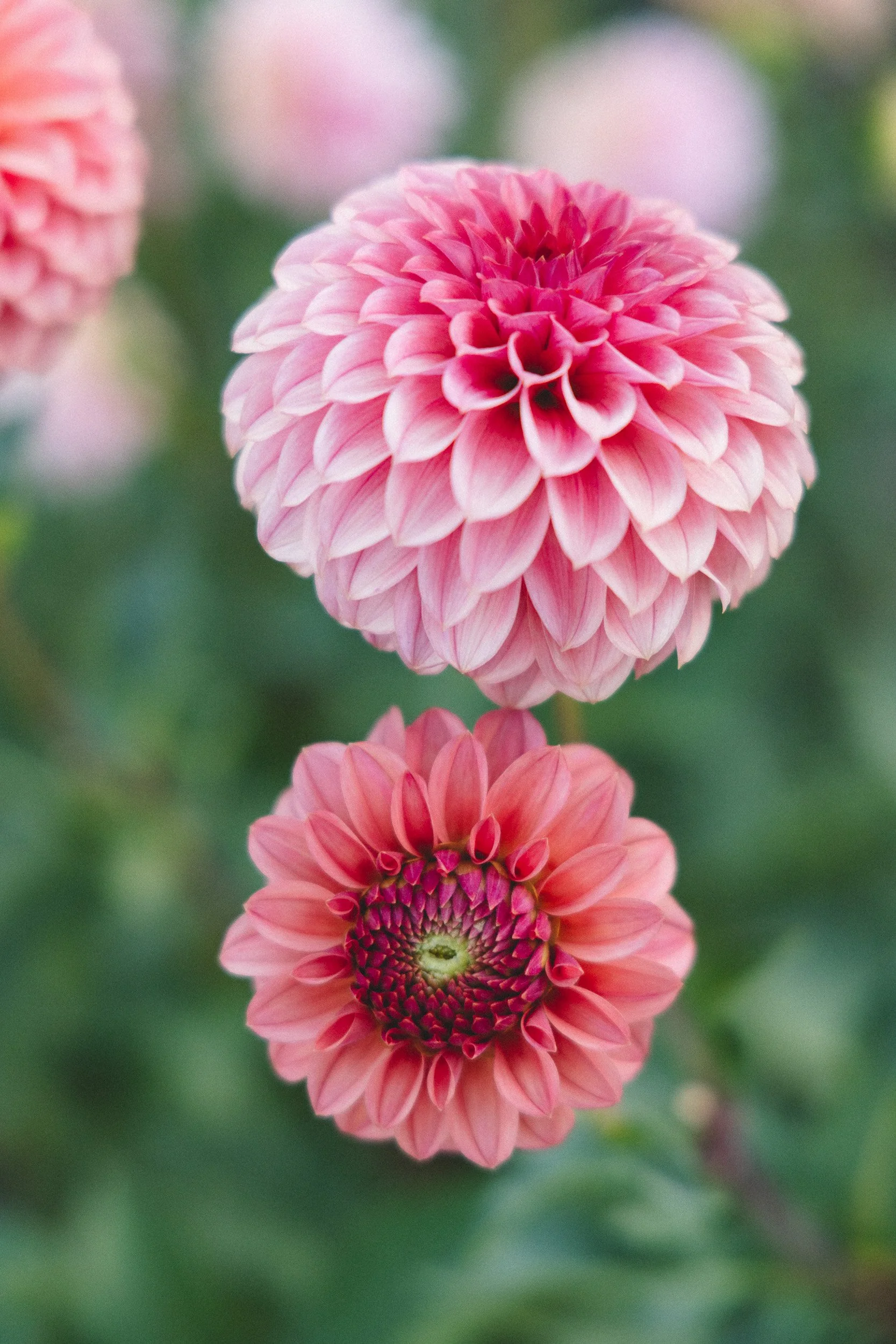 Close-up of two pink dahlias with green background.