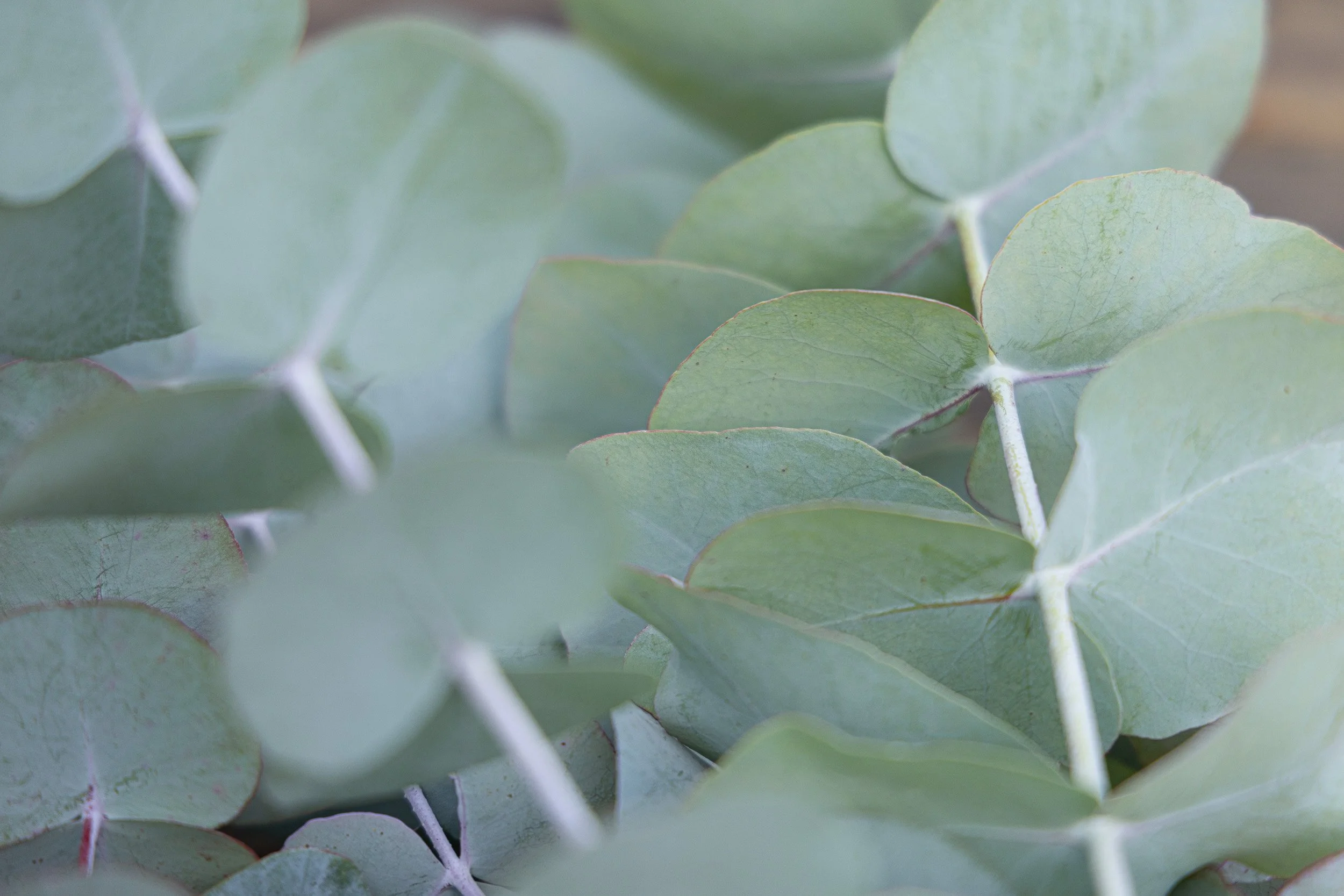 garden-grown-eucalyptus-white-brick-redmond--20.jpg