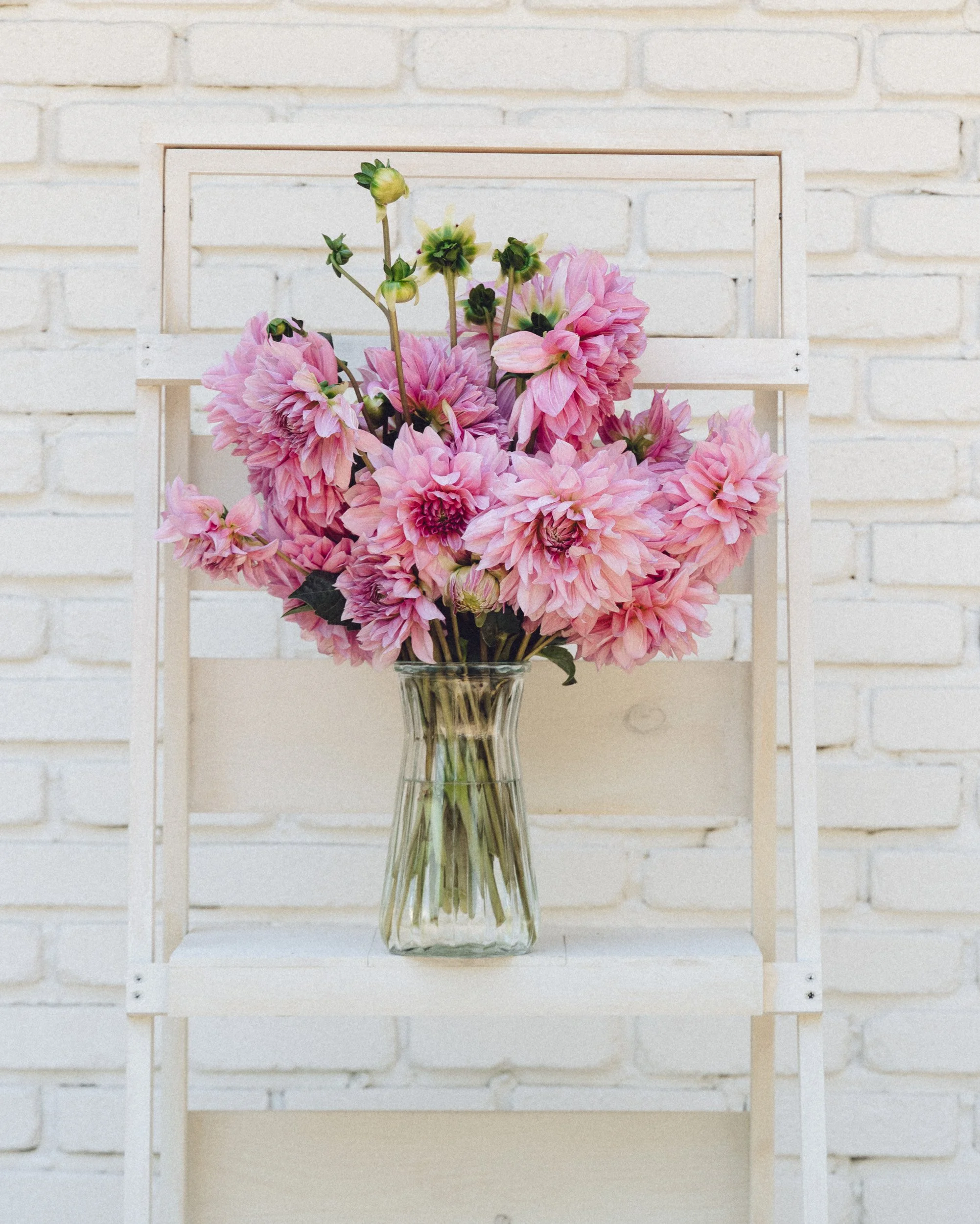 Large bouquet of soft pink dahlias grown in Redmond Washington
