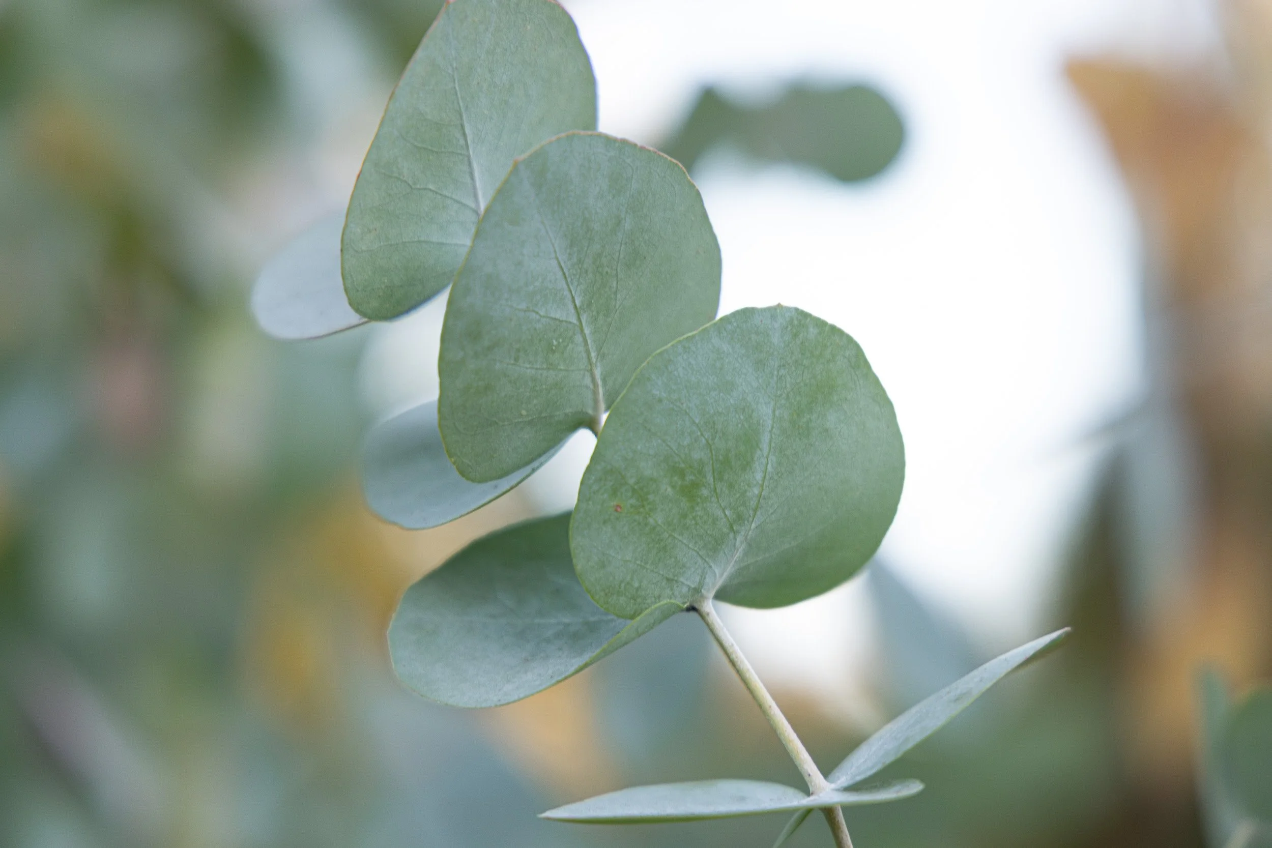 Close-up of green eucalyptus leaves with a blurred background.