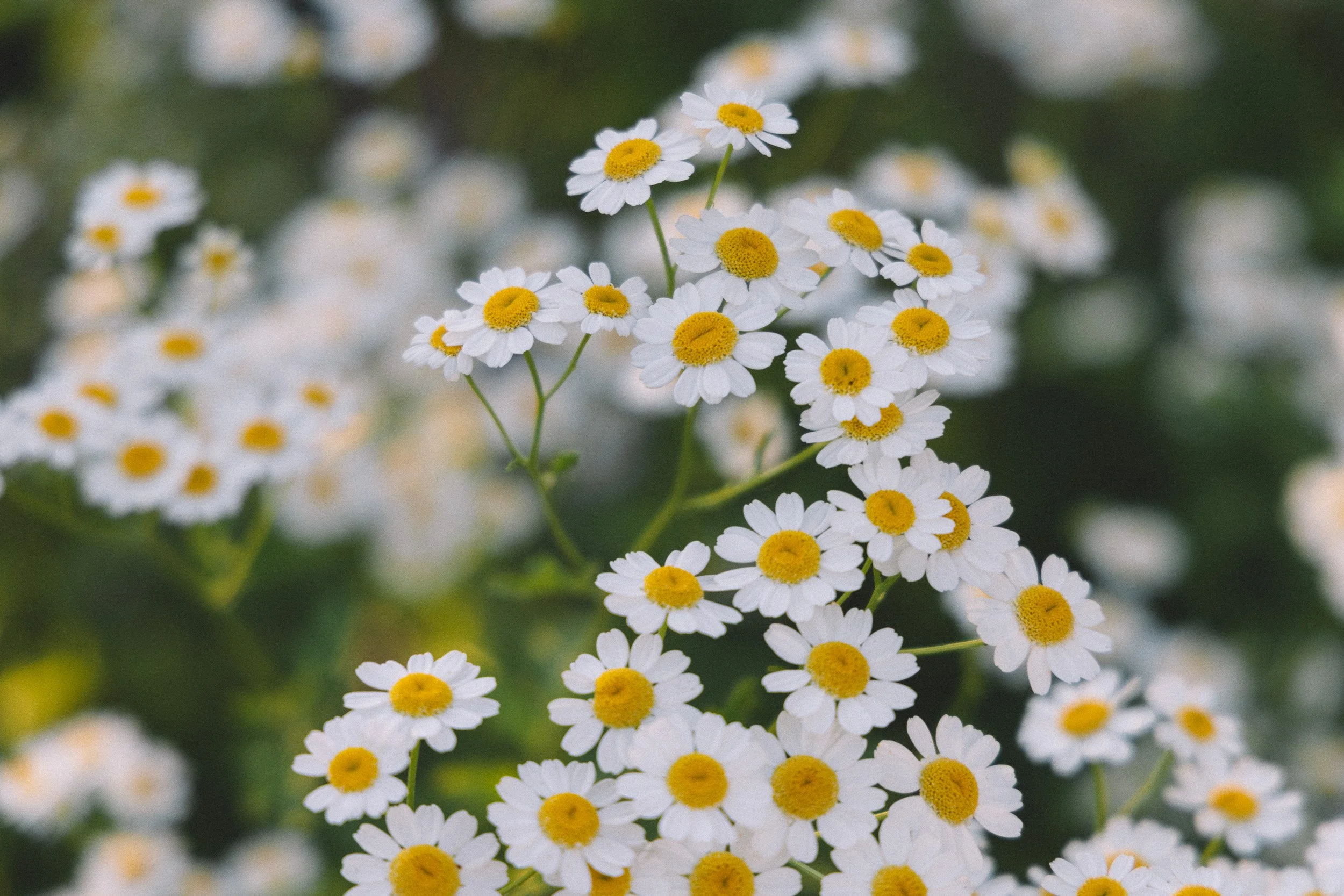 Close-up of small white daisies with yellow centers, blurred green background