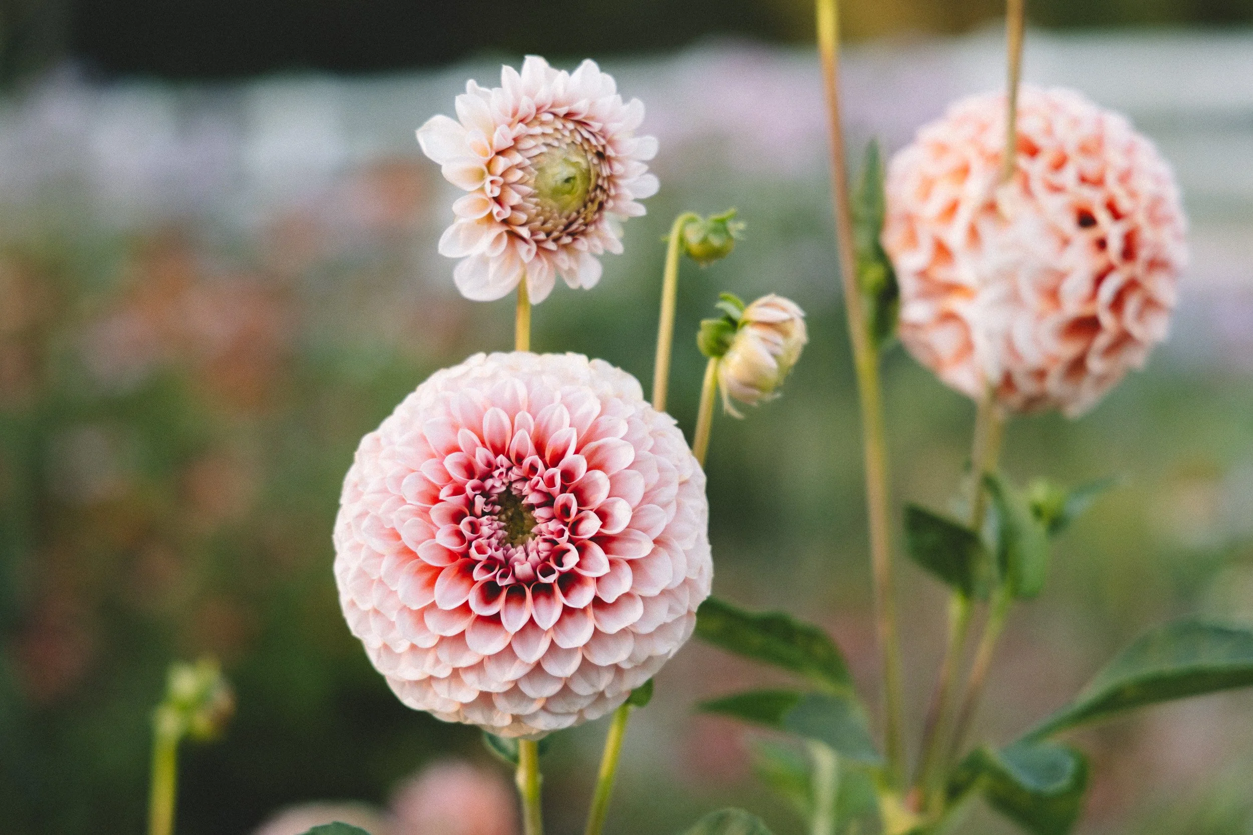 pink-ball-dahlia-cut-flower-garden-4.jpg