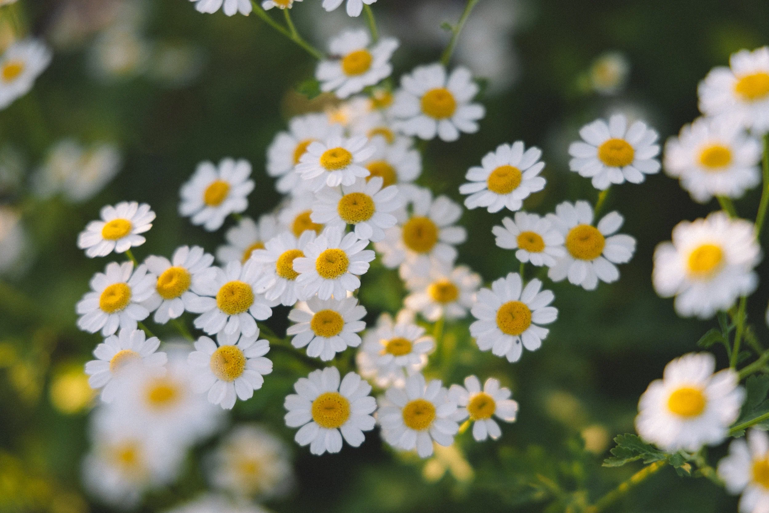 Close-up of small white daisies with yellow centers, blooming in a garden.