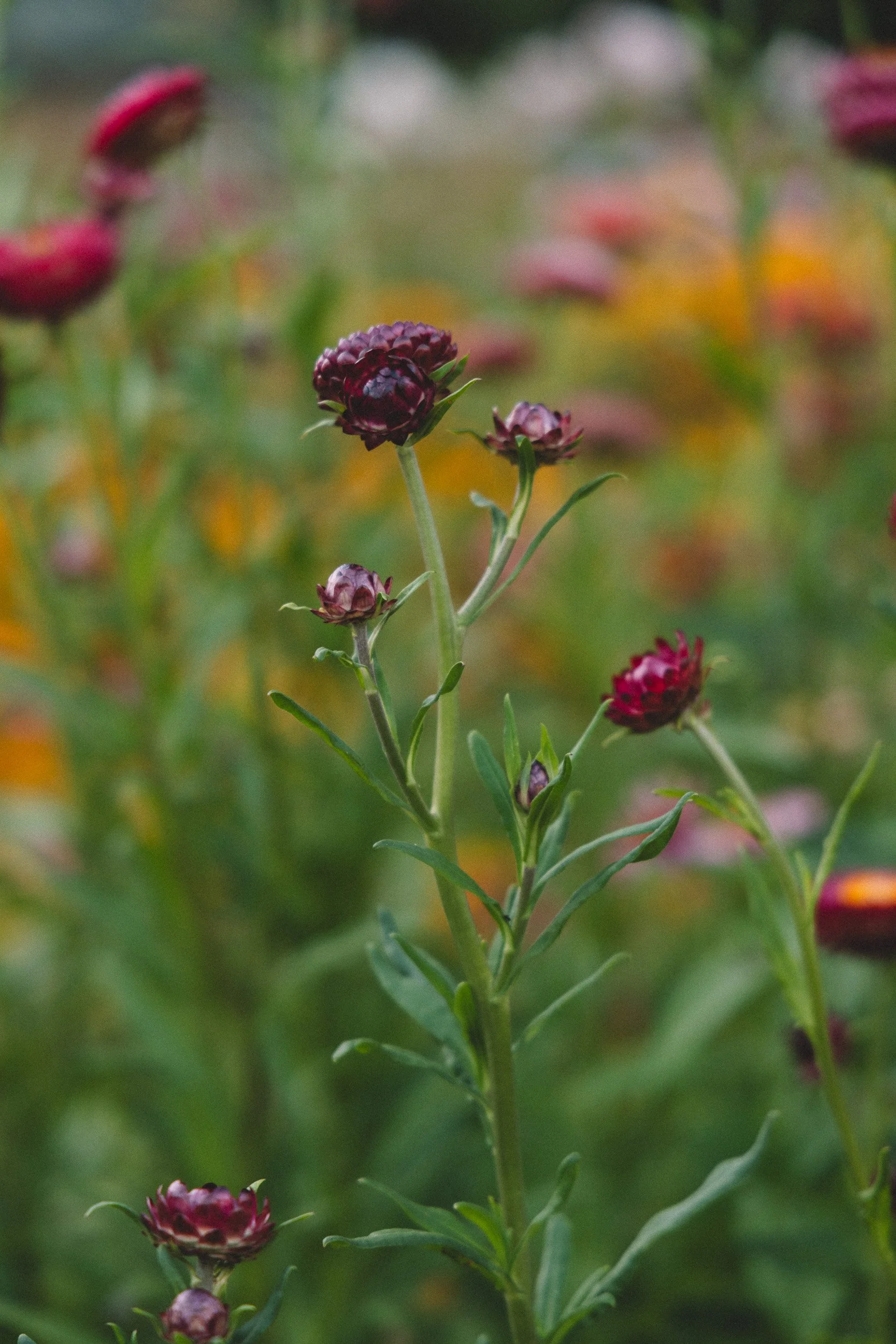 Close-up of a dark purple flower with green stems and multiple flower buds, with a blurred background of other flowers and greenery.
