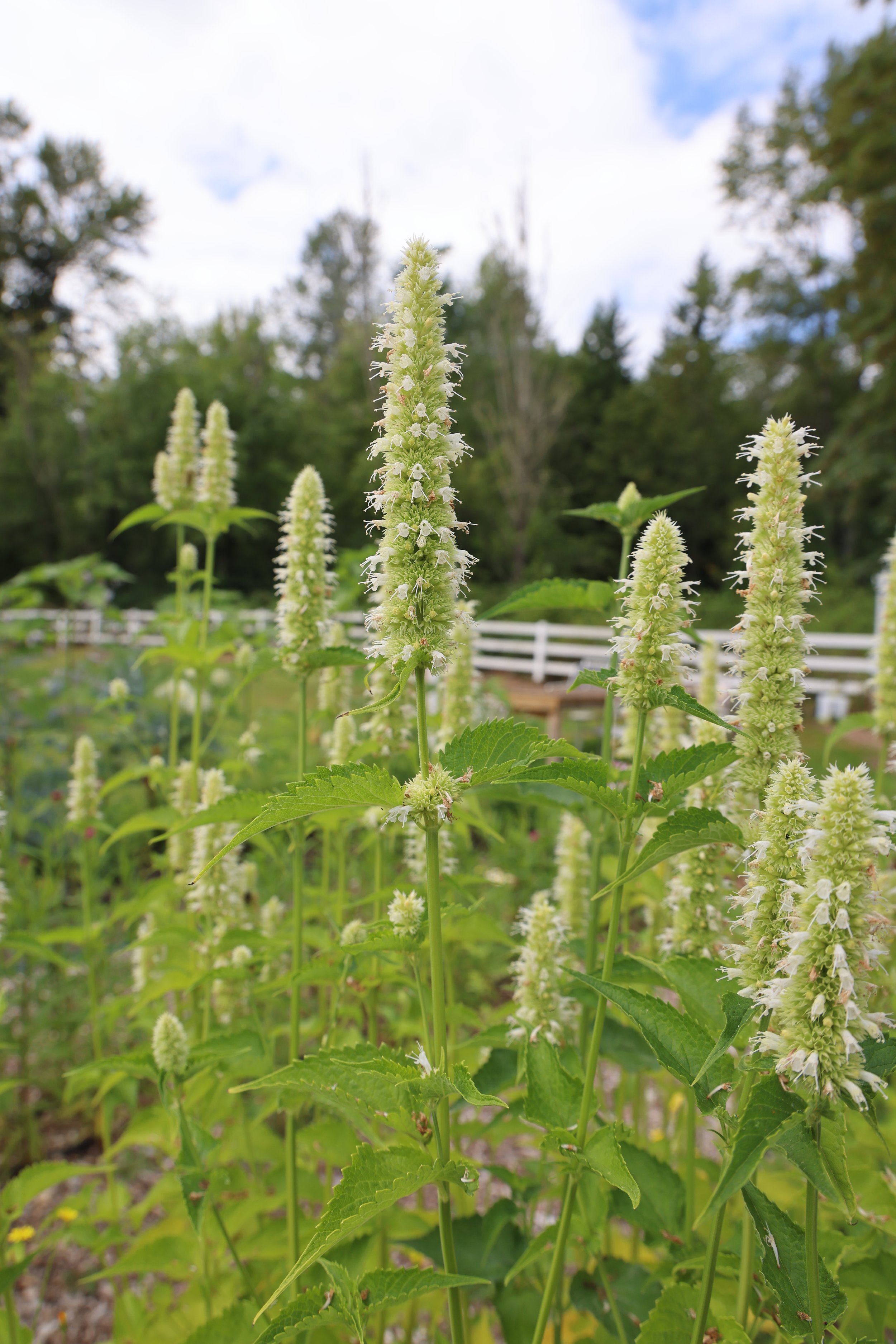 agastache-flowers-cutting-garden2.JPG