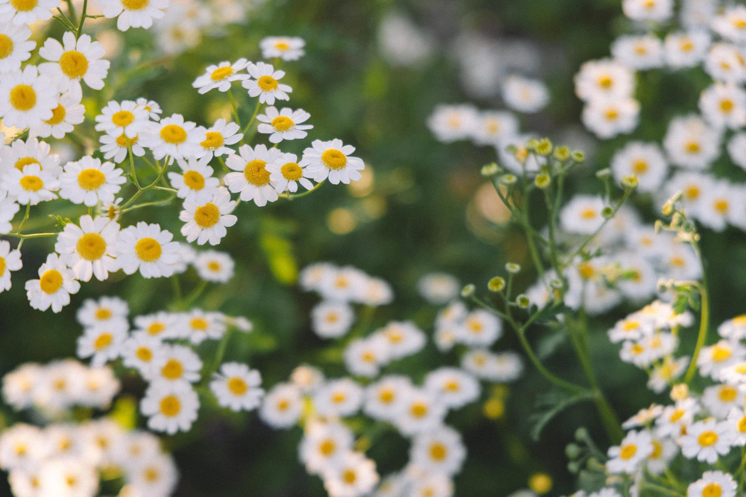 A close-up of small white daisy-like flowers with yellow centers. The flowers are clustered on green stems against a blurry green background.
