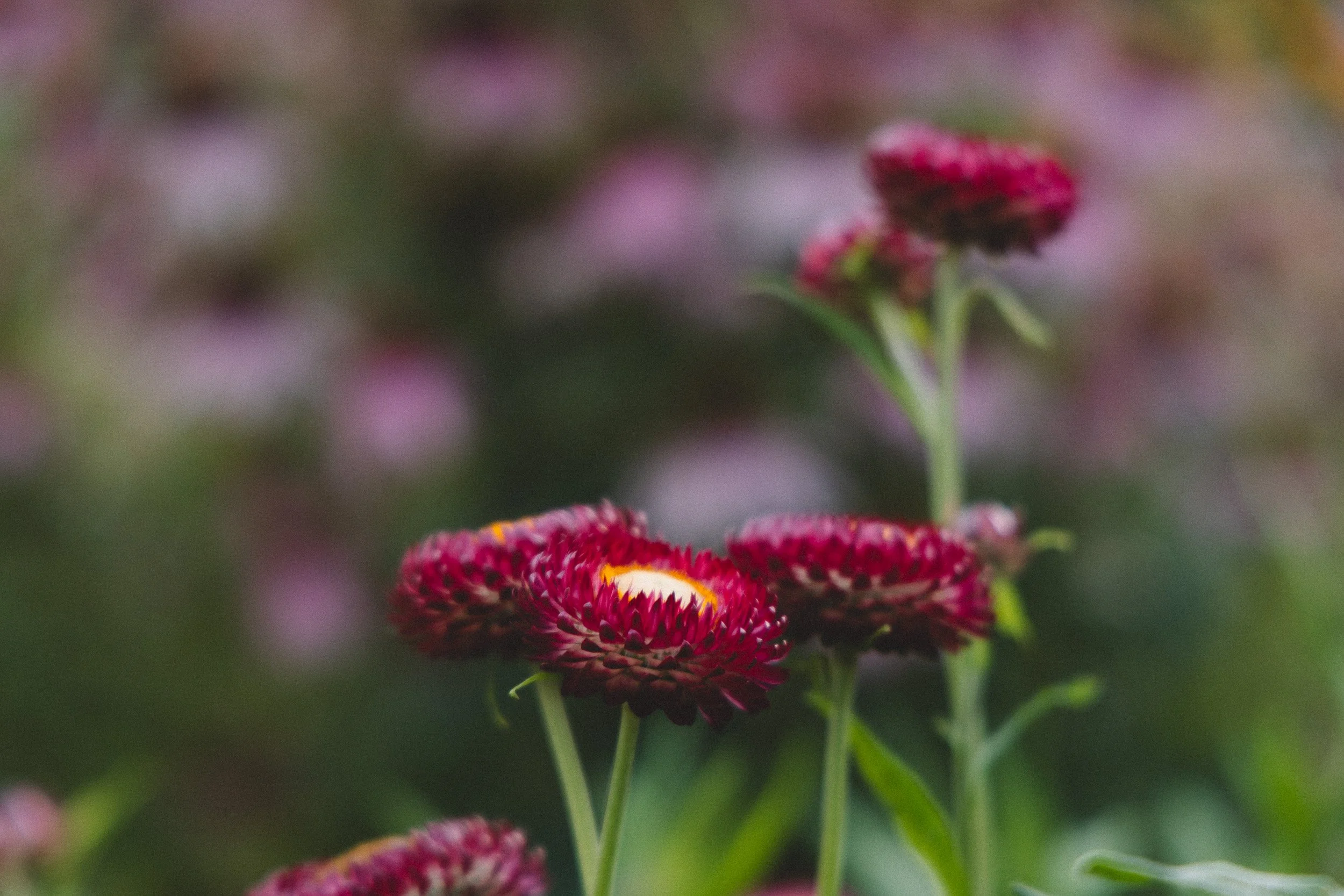 Close-up of a pink and yellow flower with blurred background of greenery and other pink flowers.
