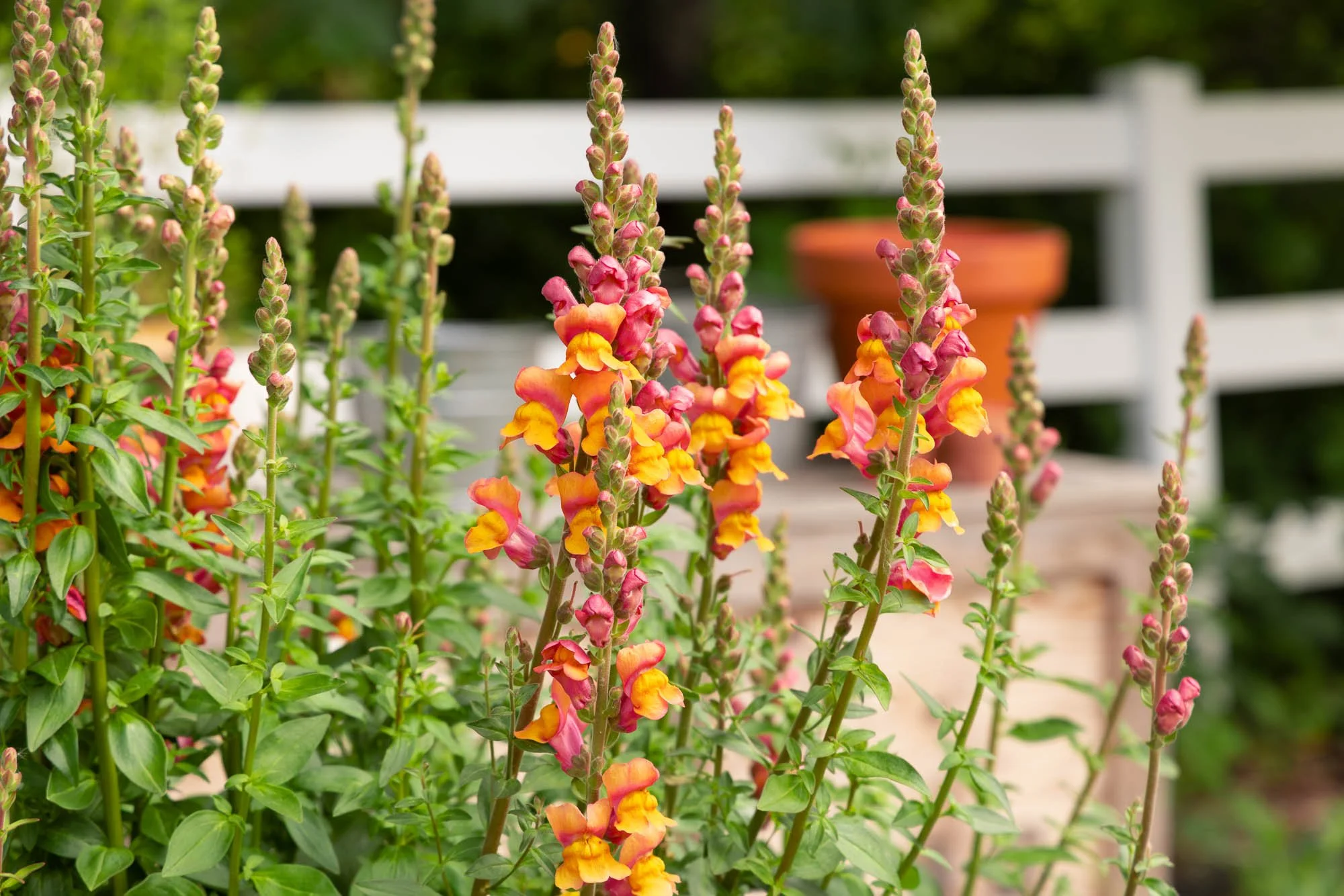Orange and pink snapdragon flowers in cutting garden