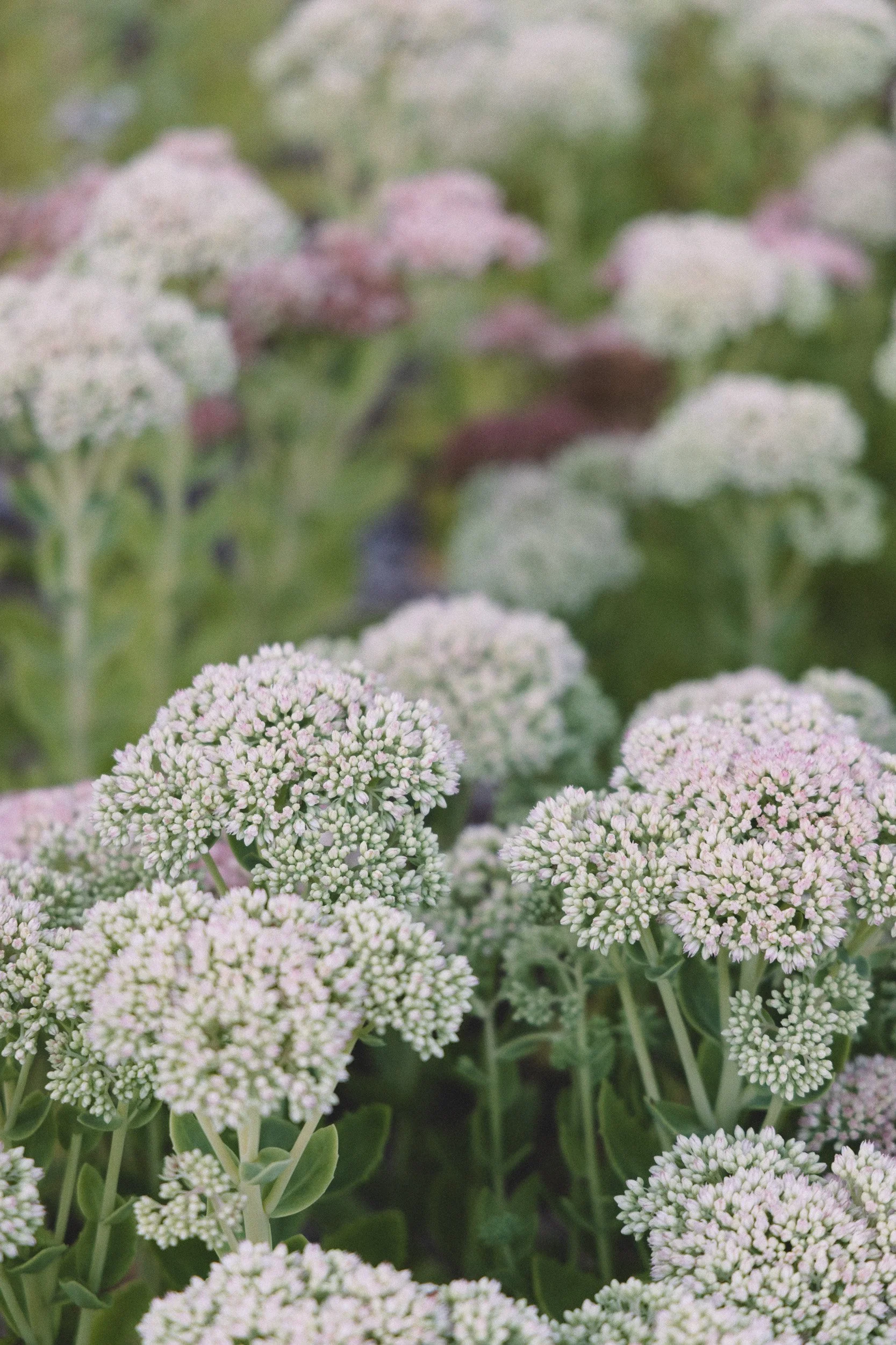 Close-up of clusters of small, round, white and pale pink flowers with green leaves in the background.