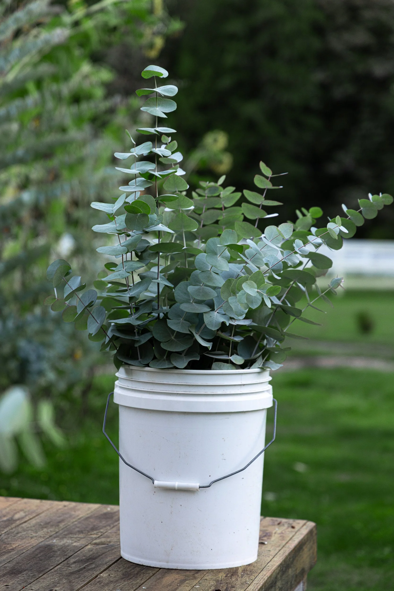 A potted eucalyptus plant inside a white bucket placed on a wooden table outdoors, with green foliage in the background.