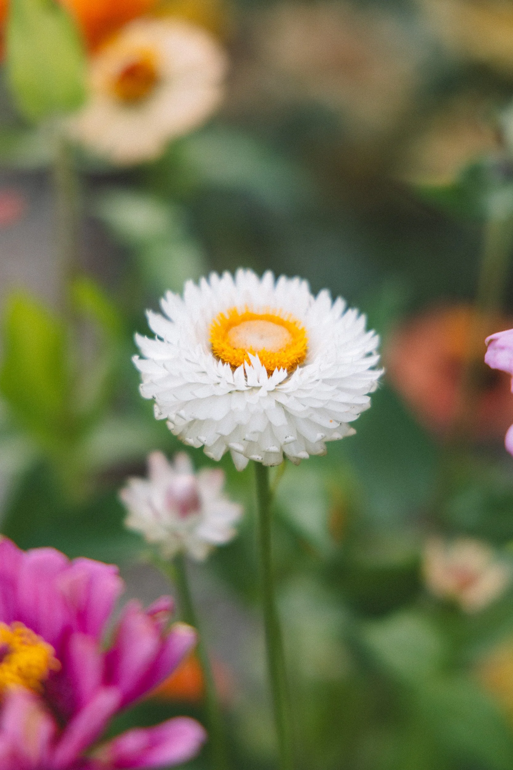 Close-up of a white flower with a yellow-orange center, with pink and orange flowers slightly blurred in the background.