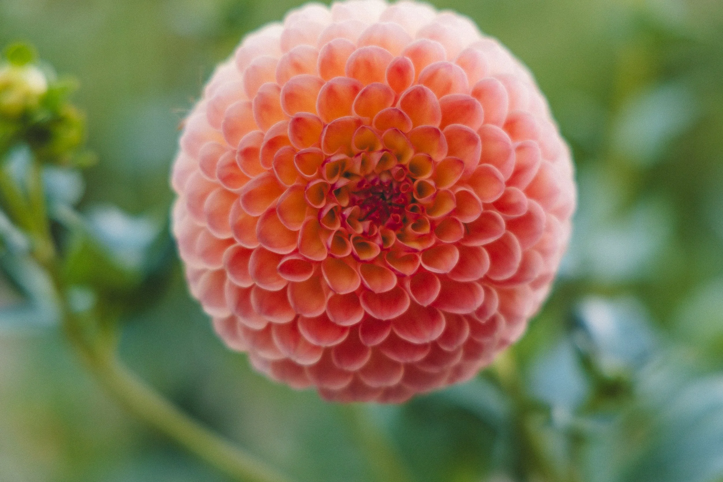 Close-up of a pink and orange dahlia flower with a blurred green background.