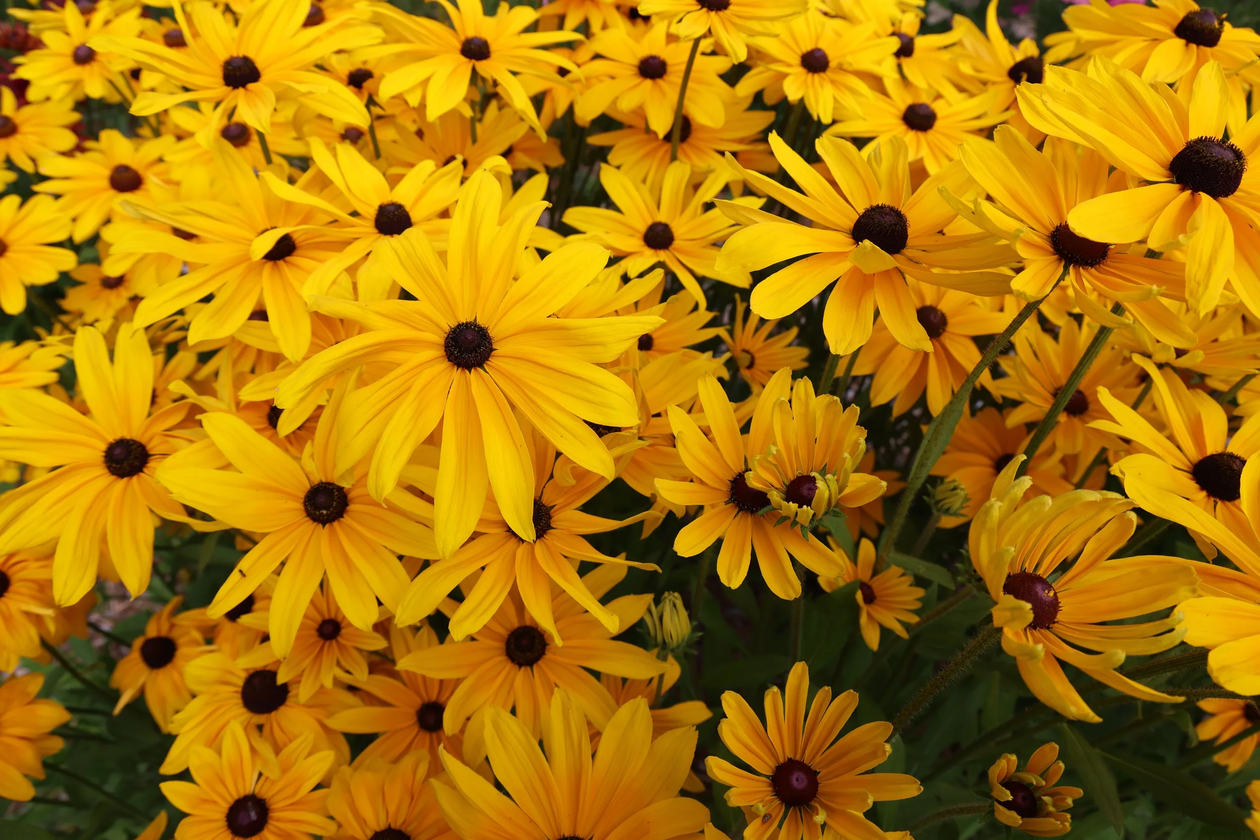 A dense cluster of bright yellow black-eyed Susans flowers with dark brown centers filling the entire image.