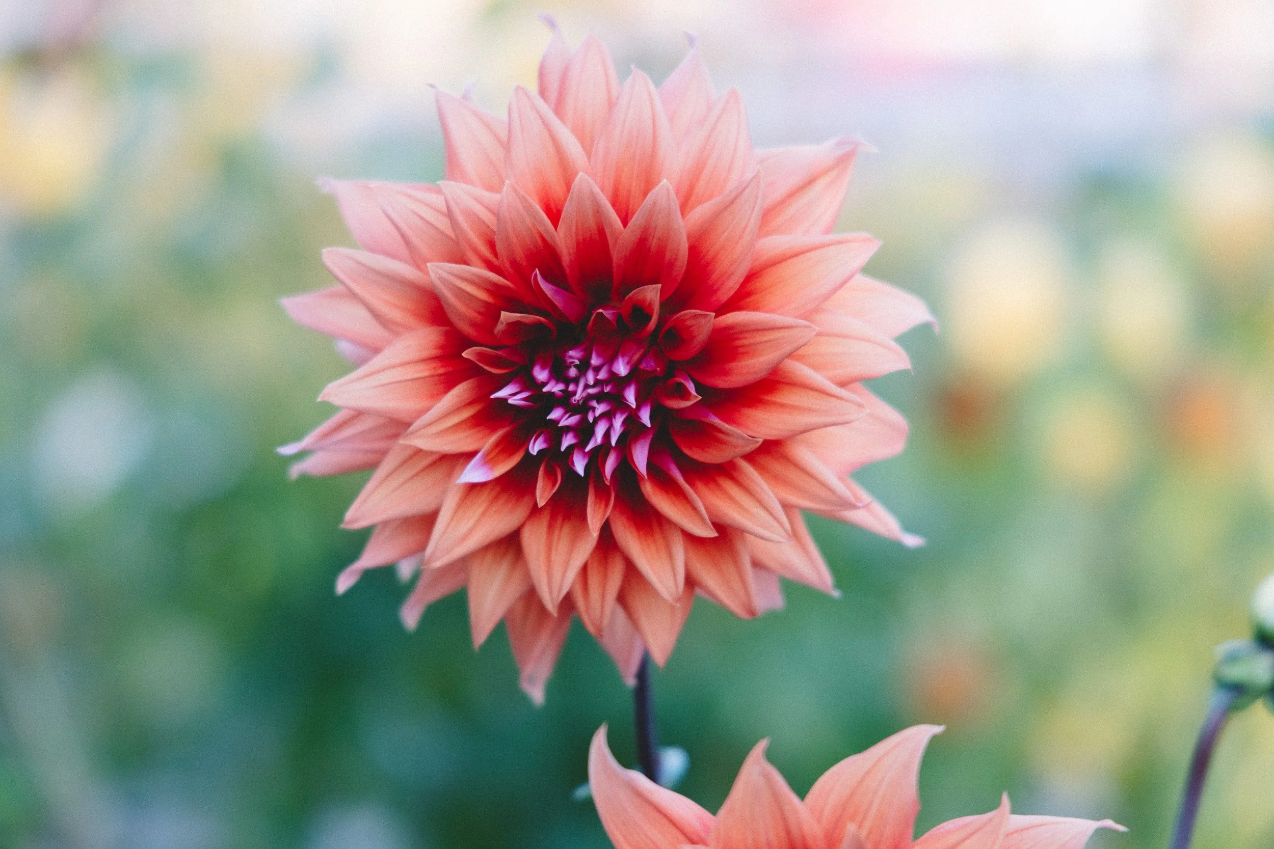 Pink and orange dahlia flower in full bloom with soft, blurred background.