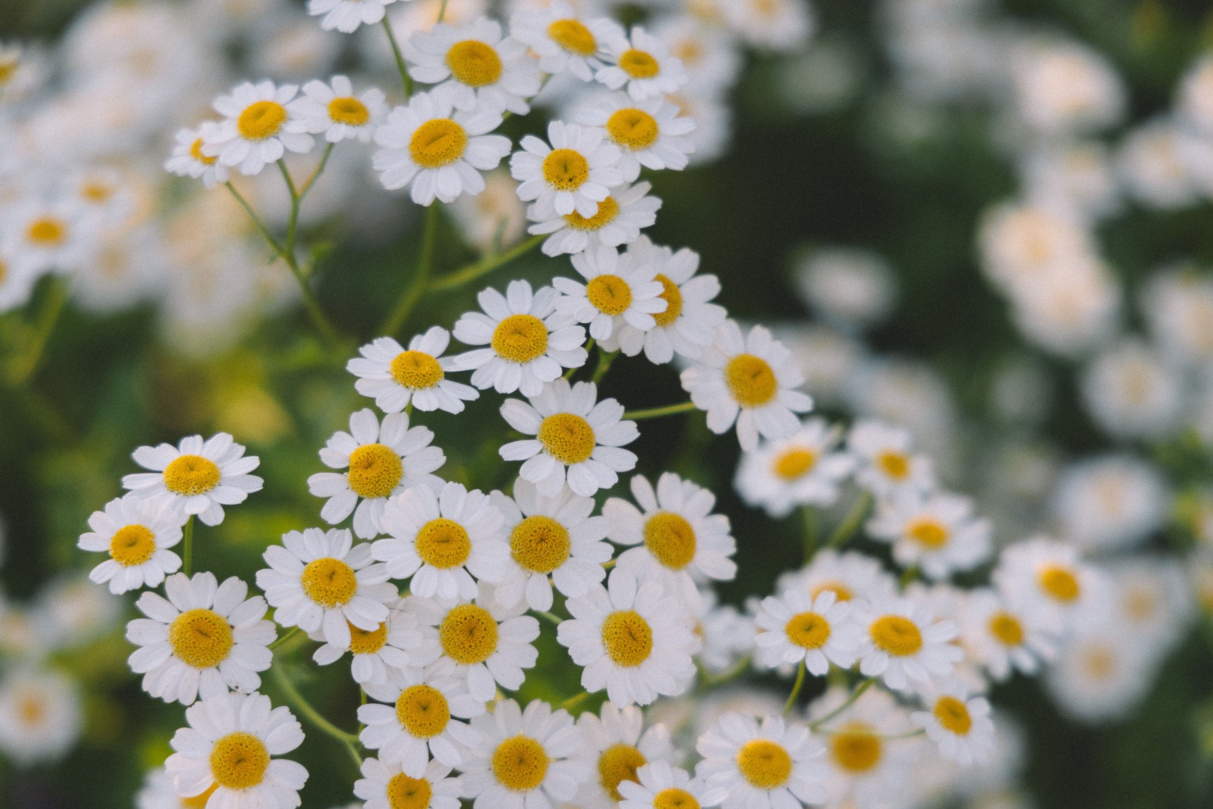 Close-up of white daisy-like flowers with yellow centers, blurred greenery in the background.