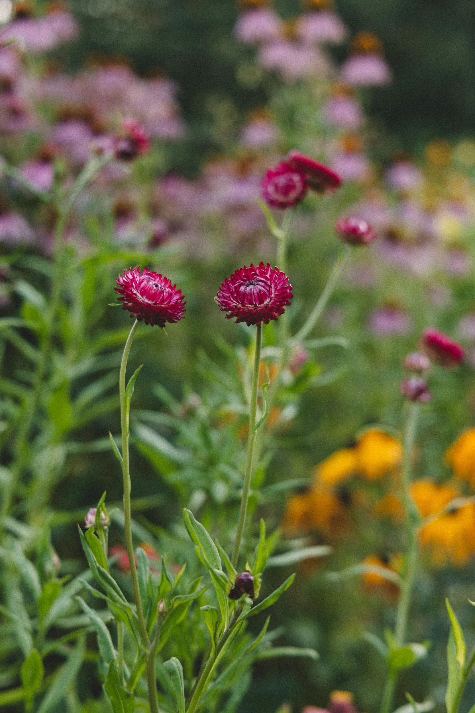 Close-up of pink and red strawflower blossoms with green foliage in the background.