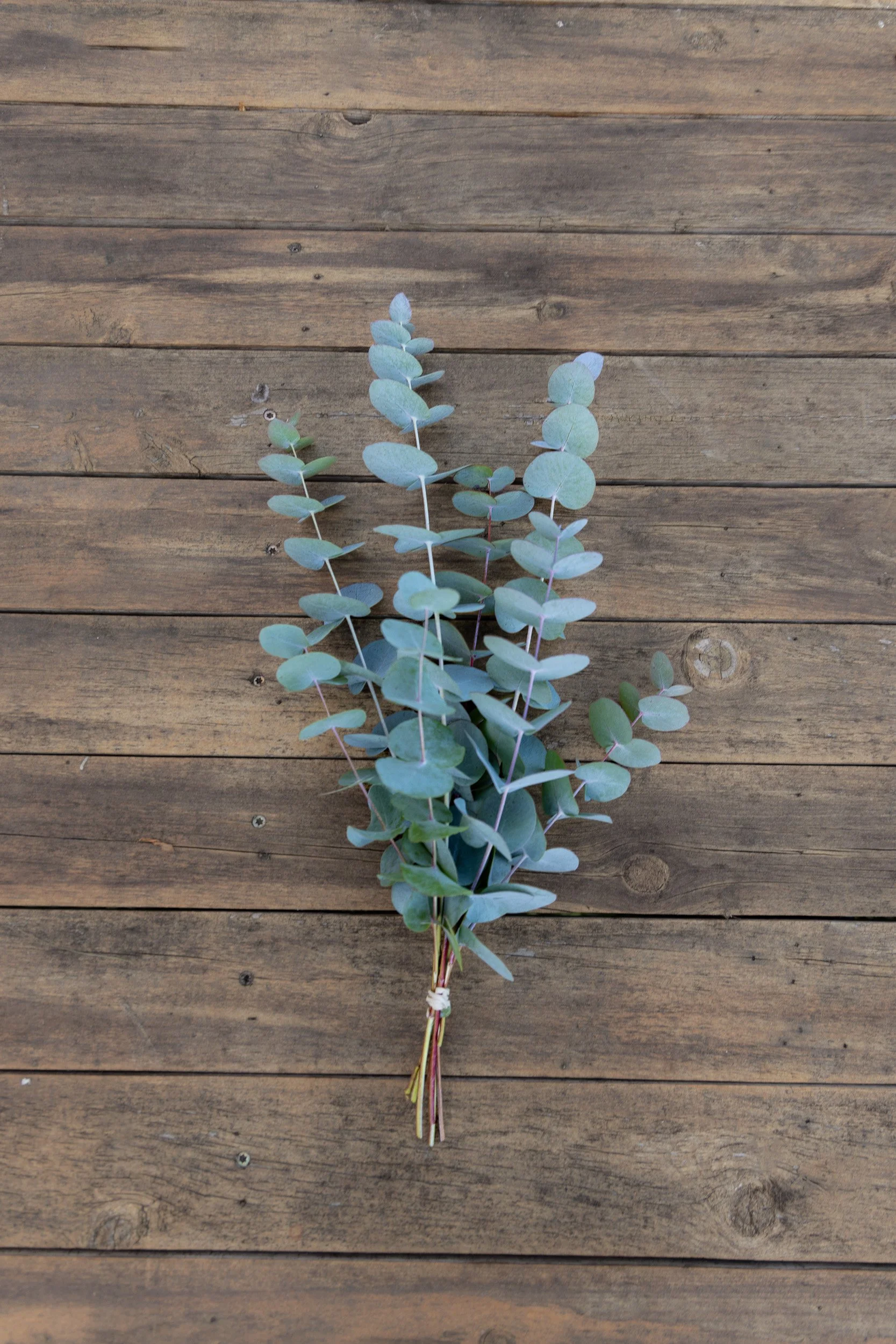 garden-grown-eucalyptus-white-brick-redmond--16.jpg