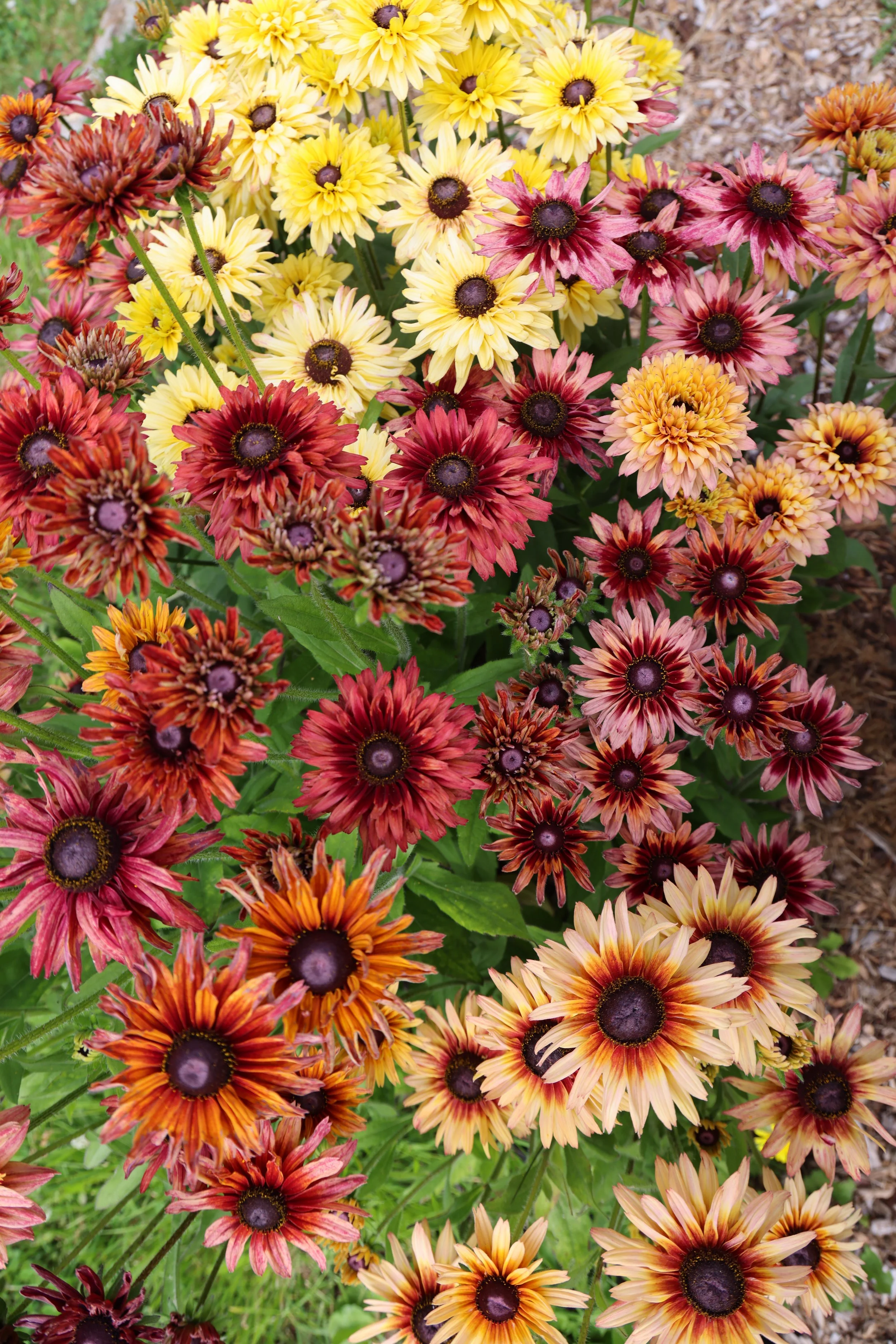 A vibrant cluster of colorful Rudbeckia flowers, including yellow, pink, orange, and red blooms, with dark centers and green leaves around them, set against a flower farm garden background.