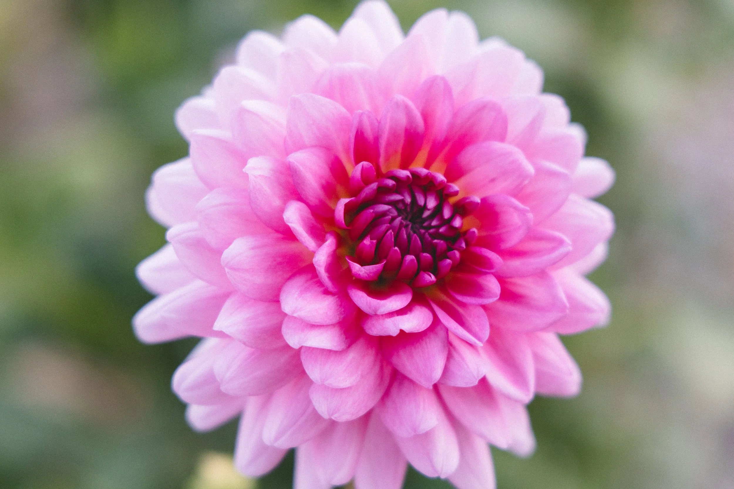 Close-up of a pink dahlia flower with layered petals and a dark center, against a blurred green background.