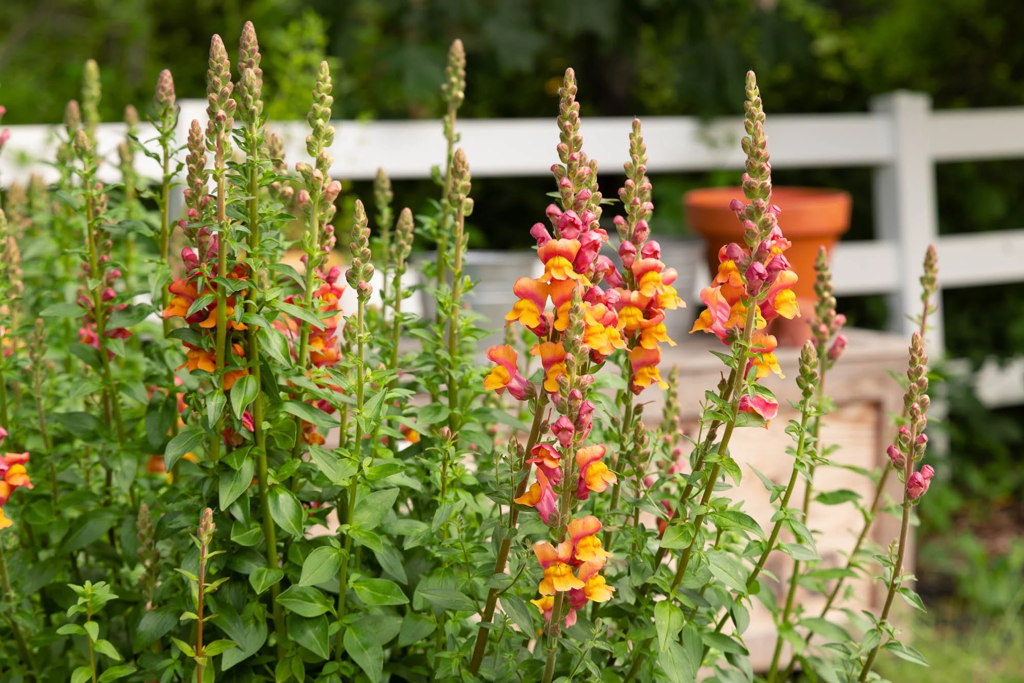 Orange and pink snapdragon flower stems