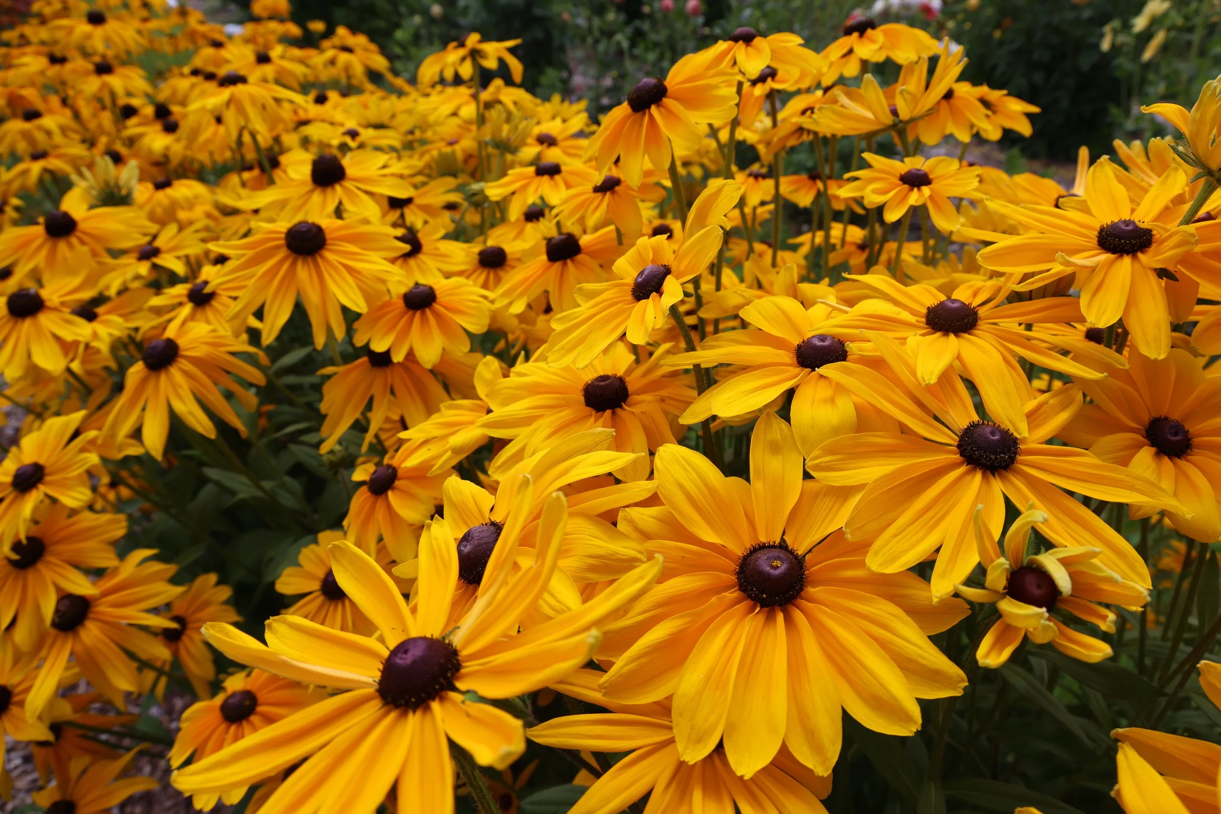 A large cluster of bright yellow Black-eyed Susans flowers with dark centers in flower garden.