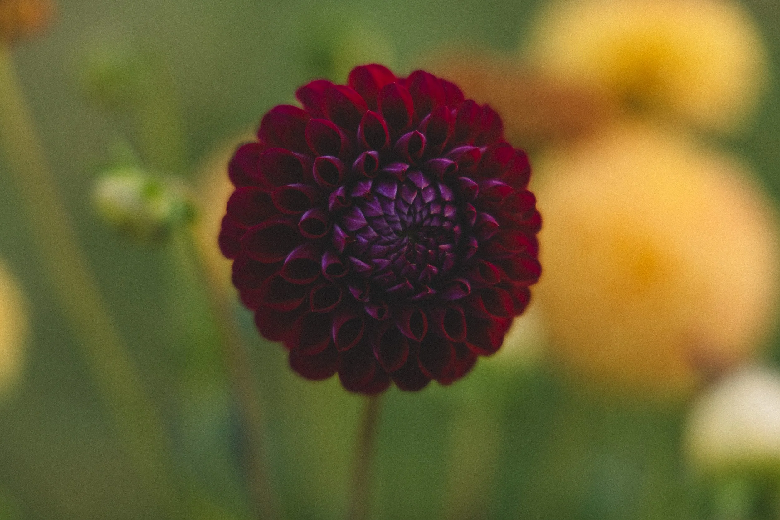 Close-up of a dark red, spherical dahlia flower with tightly curled petals, blurred yellow and green background.