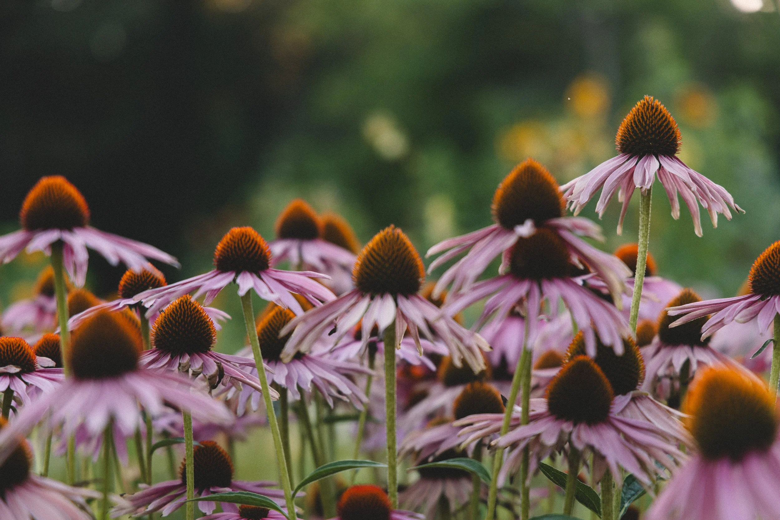 Close-up of purple coneflowers (Echinacea purpurea) with orange-brown centers in a garden.