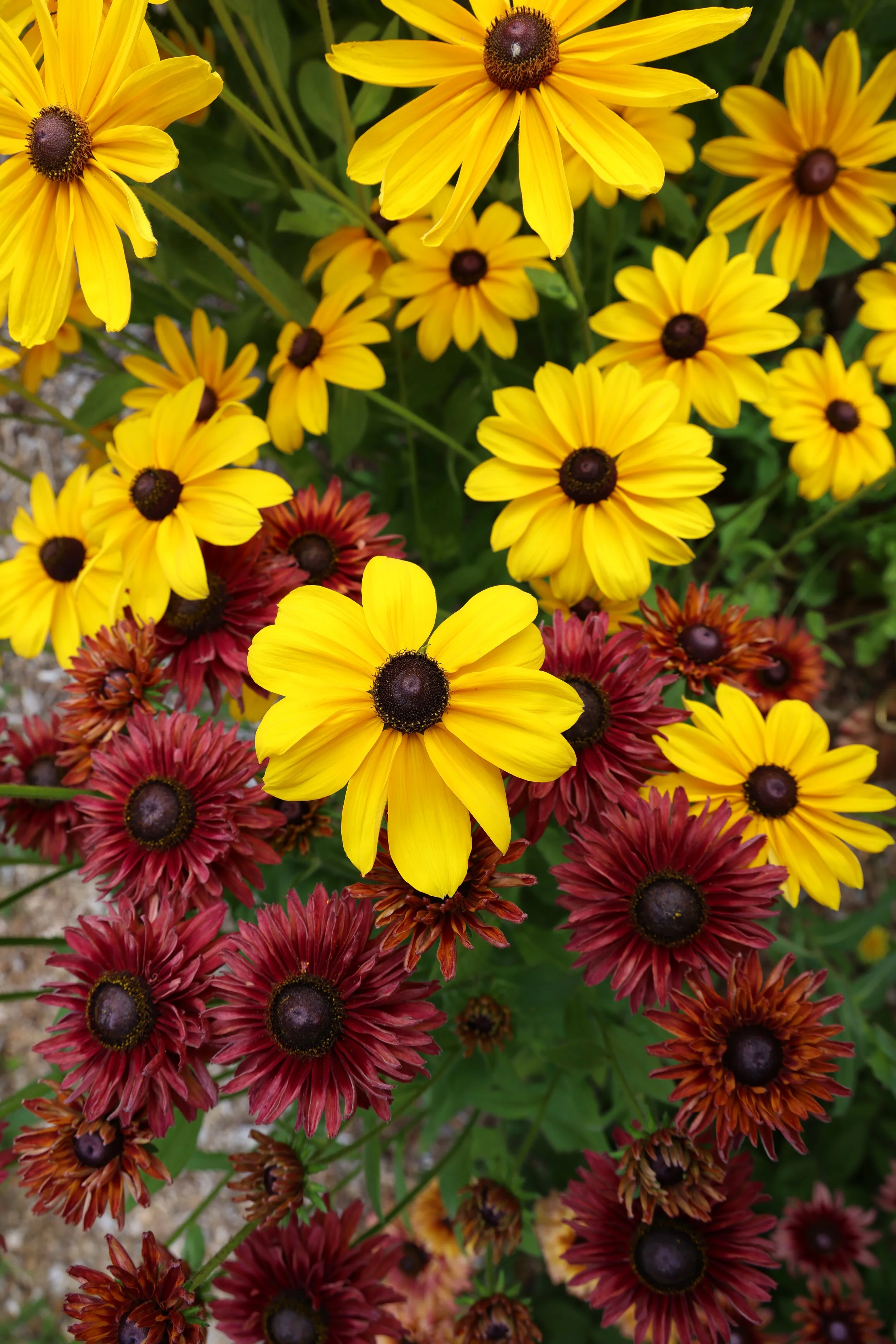 A cluster of yellow and red Rudbeckia flowers with dark centers and green in cutting garden