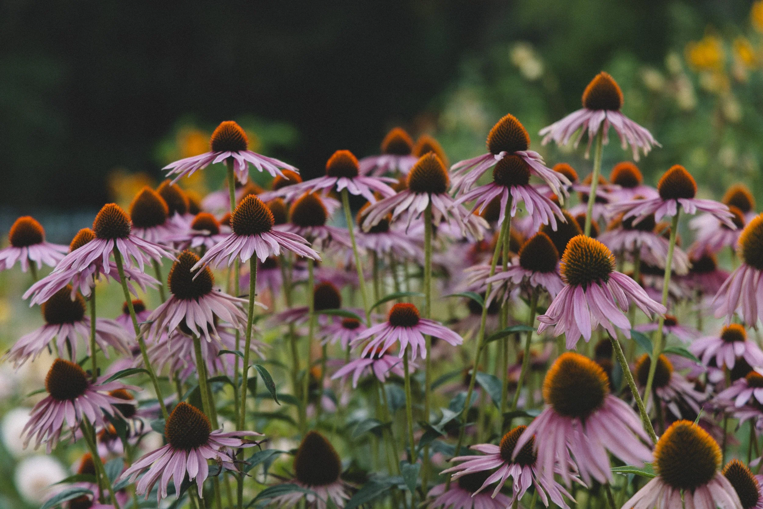 Echinacea