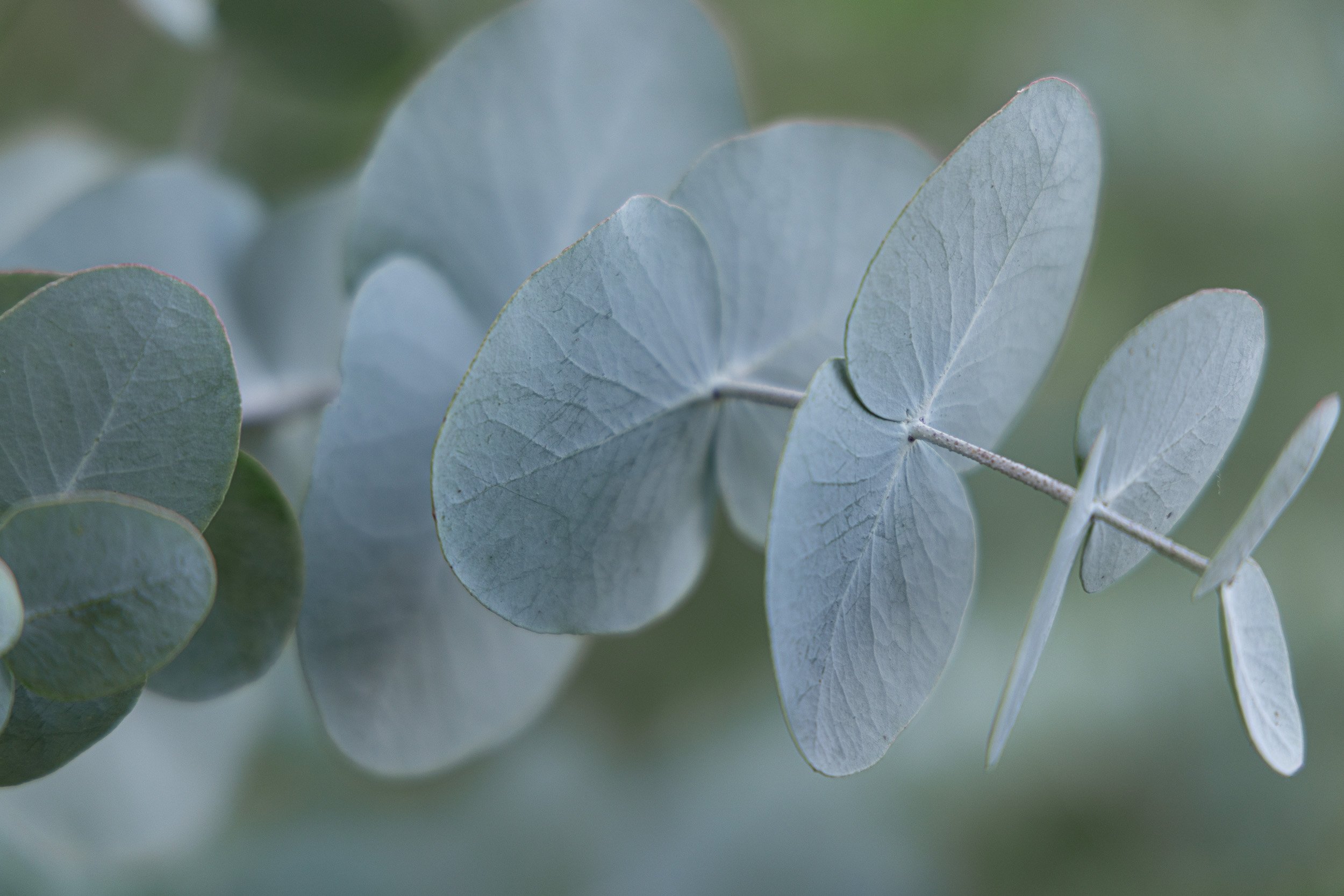 garden-grown-eucalyptus-white-brick-redmond--29.jpg