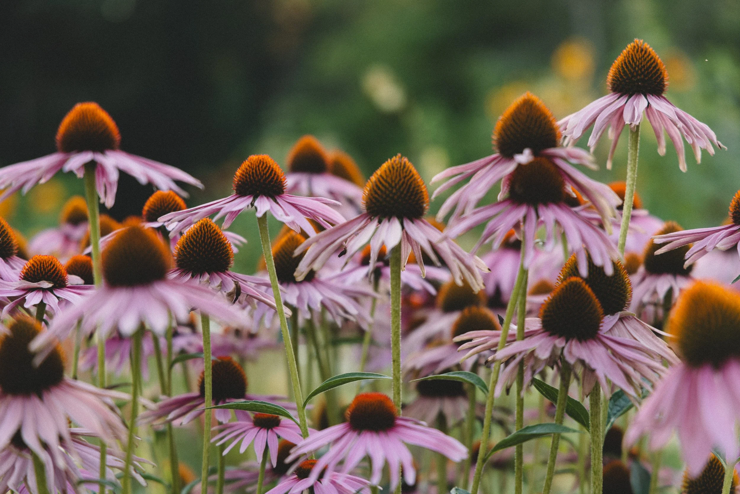 A cluster of pink coneflowers with dark brown centers and drooping petals outdoors.