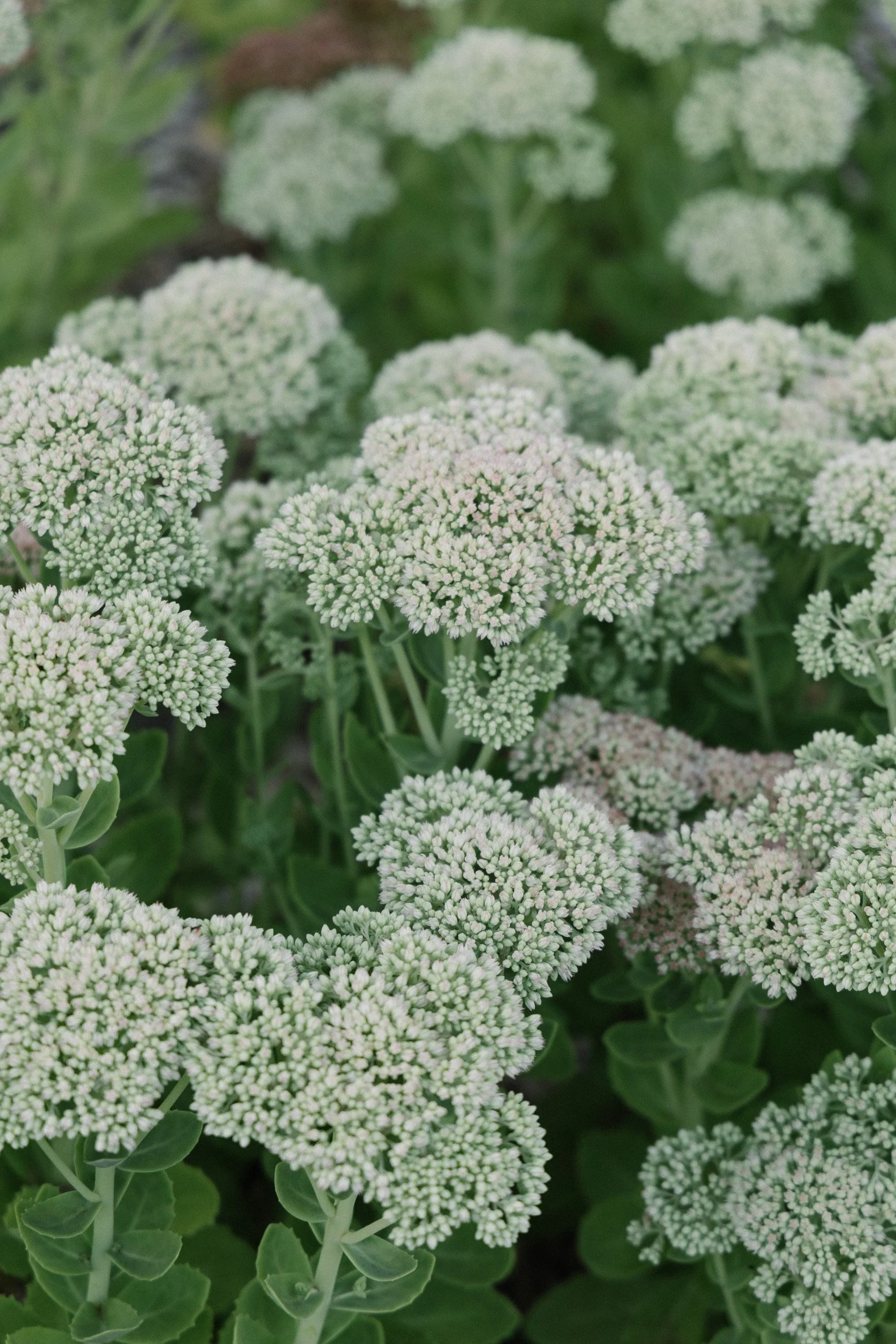Close-up of white flowering plants with green leaves in background.