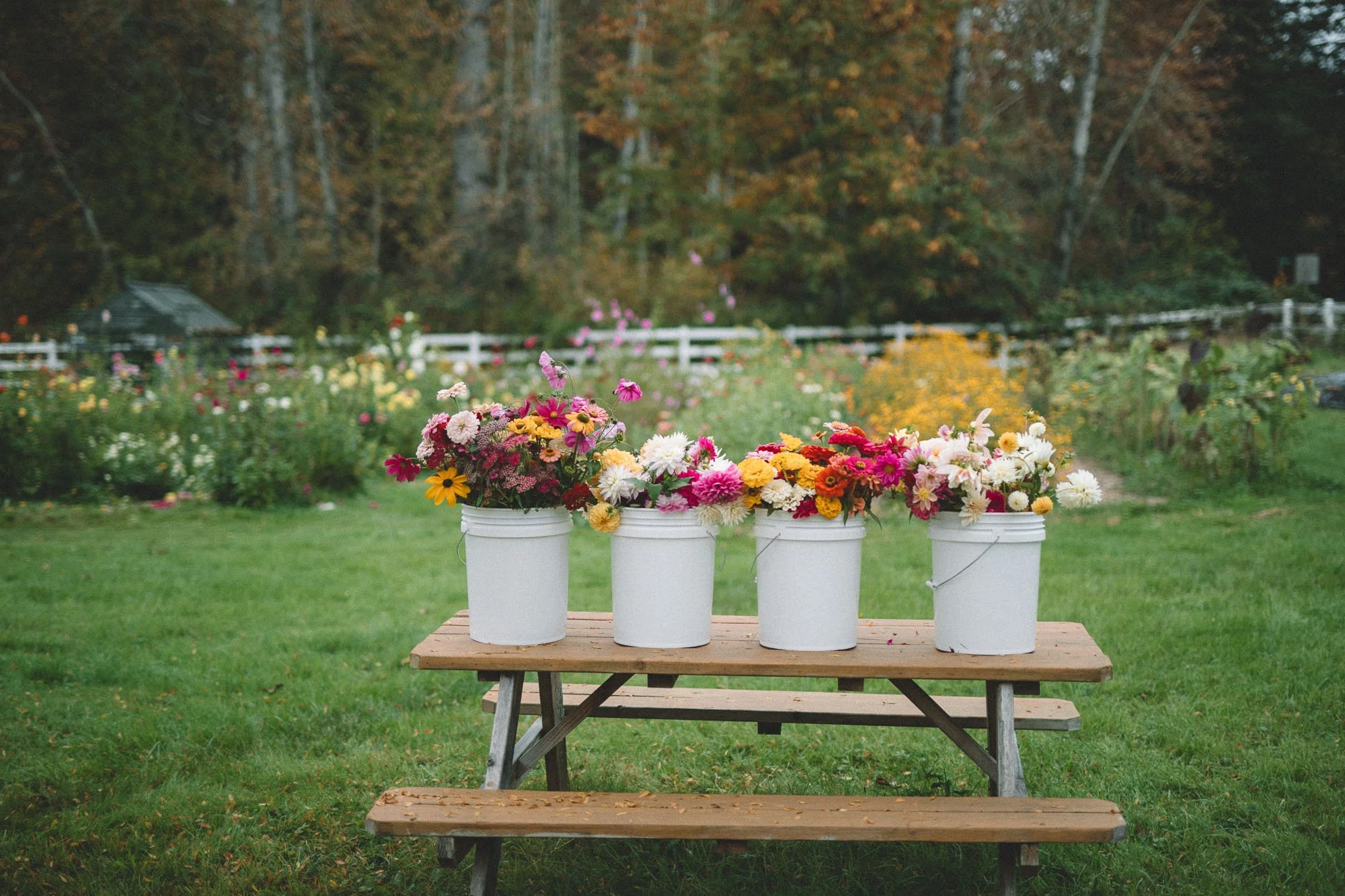 Buckets of mixed seasonal flowers displayed outdoors beside the cutting garden.
