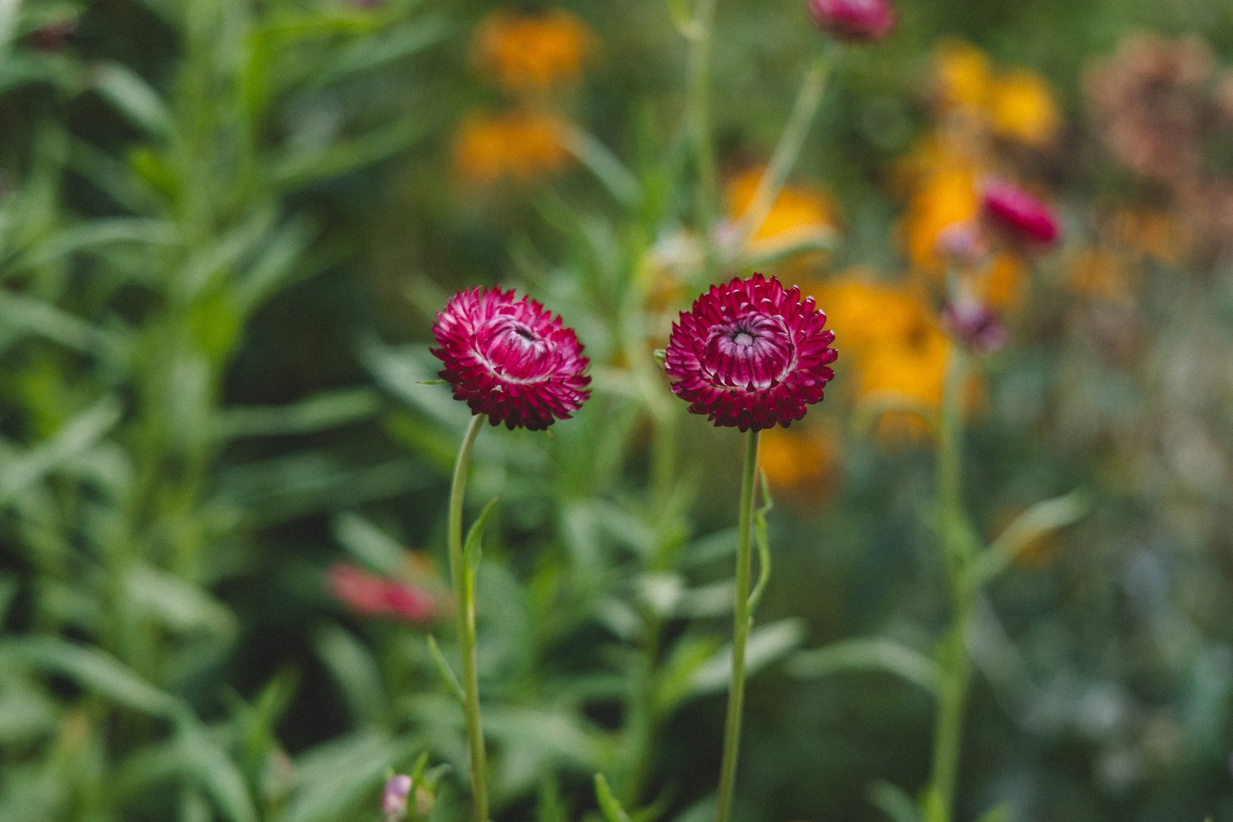 Two pink and white globe amaranth flowers standing tall among green foliage with blurred yellow flowers in the background.