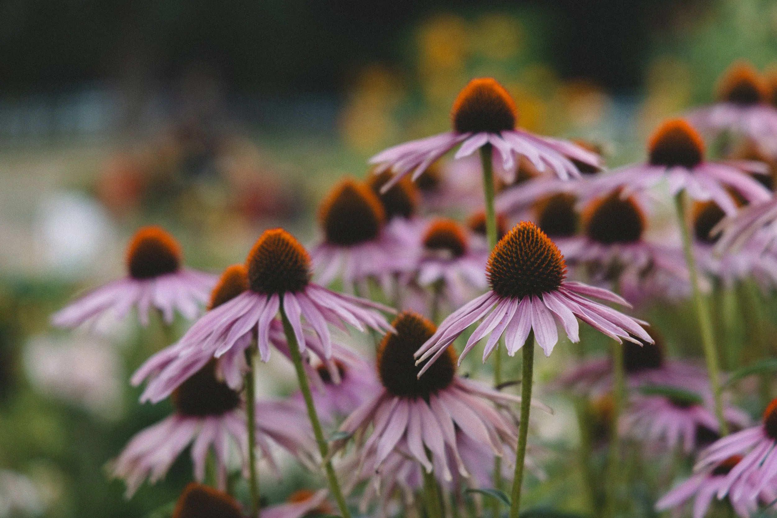 Close-up of purple coneflowers (Echinacea) with orange-brown centers in a garden setting.
