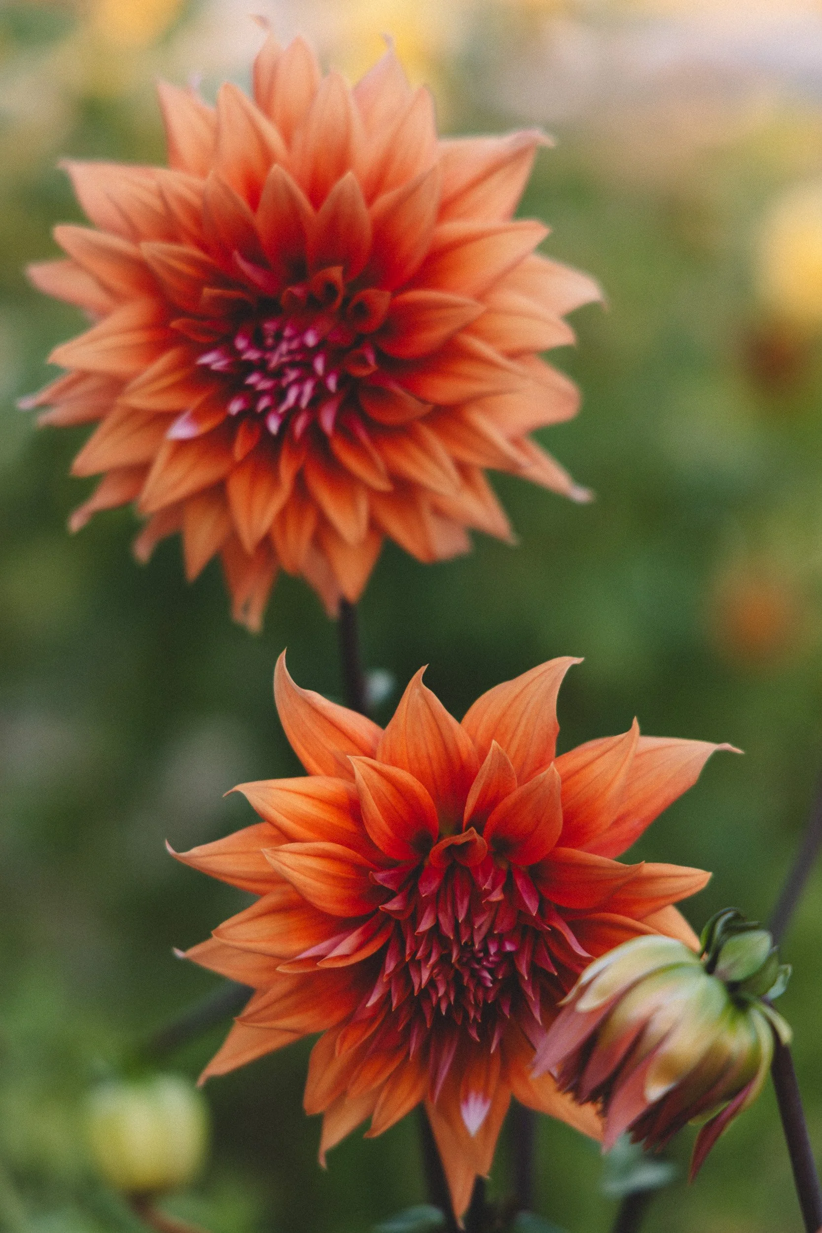 Close-up of orange dahlia flowers in bloom with blurred green background.