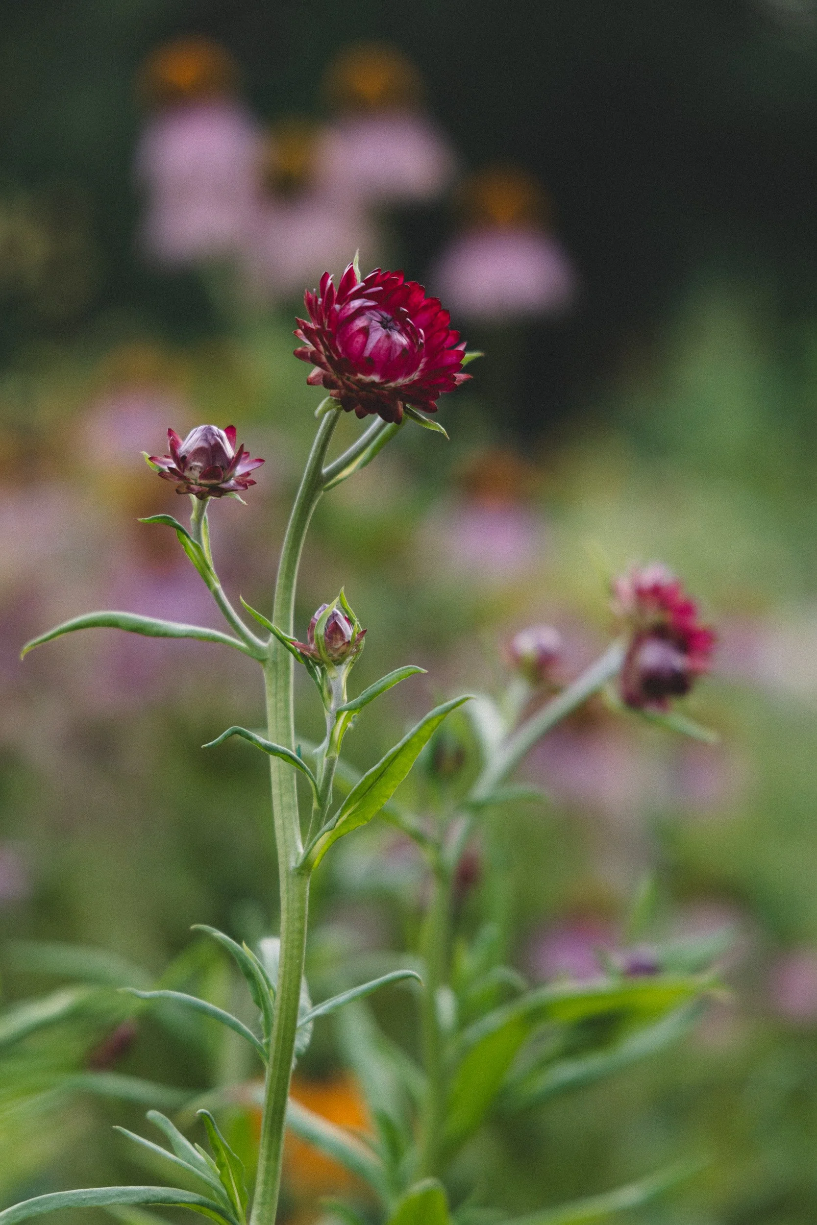 Close-up of a purple and red flower with buds on a green stem, blurred colorful background.