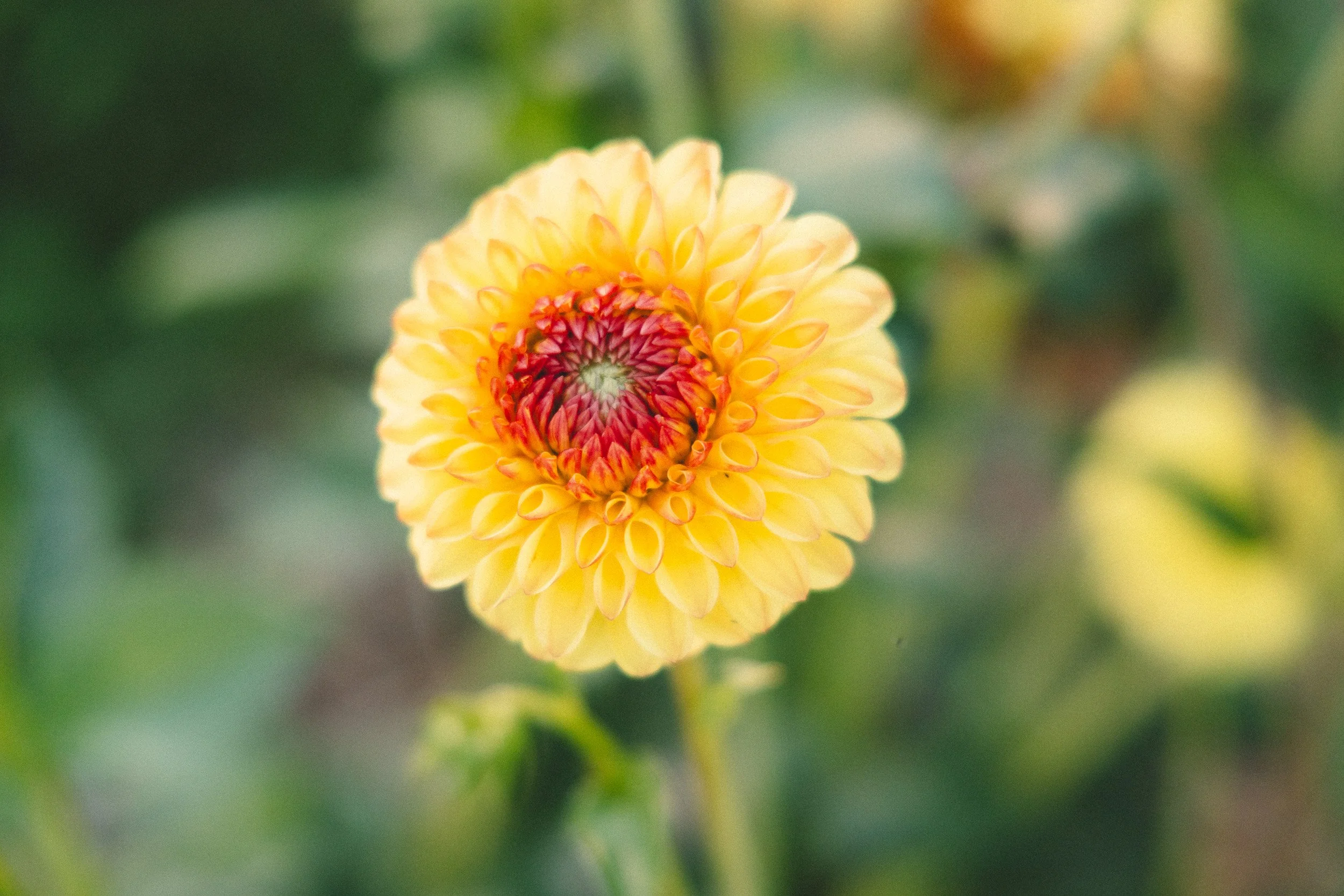 Close-up of a yellow and red dahlia flower with blurred green background.