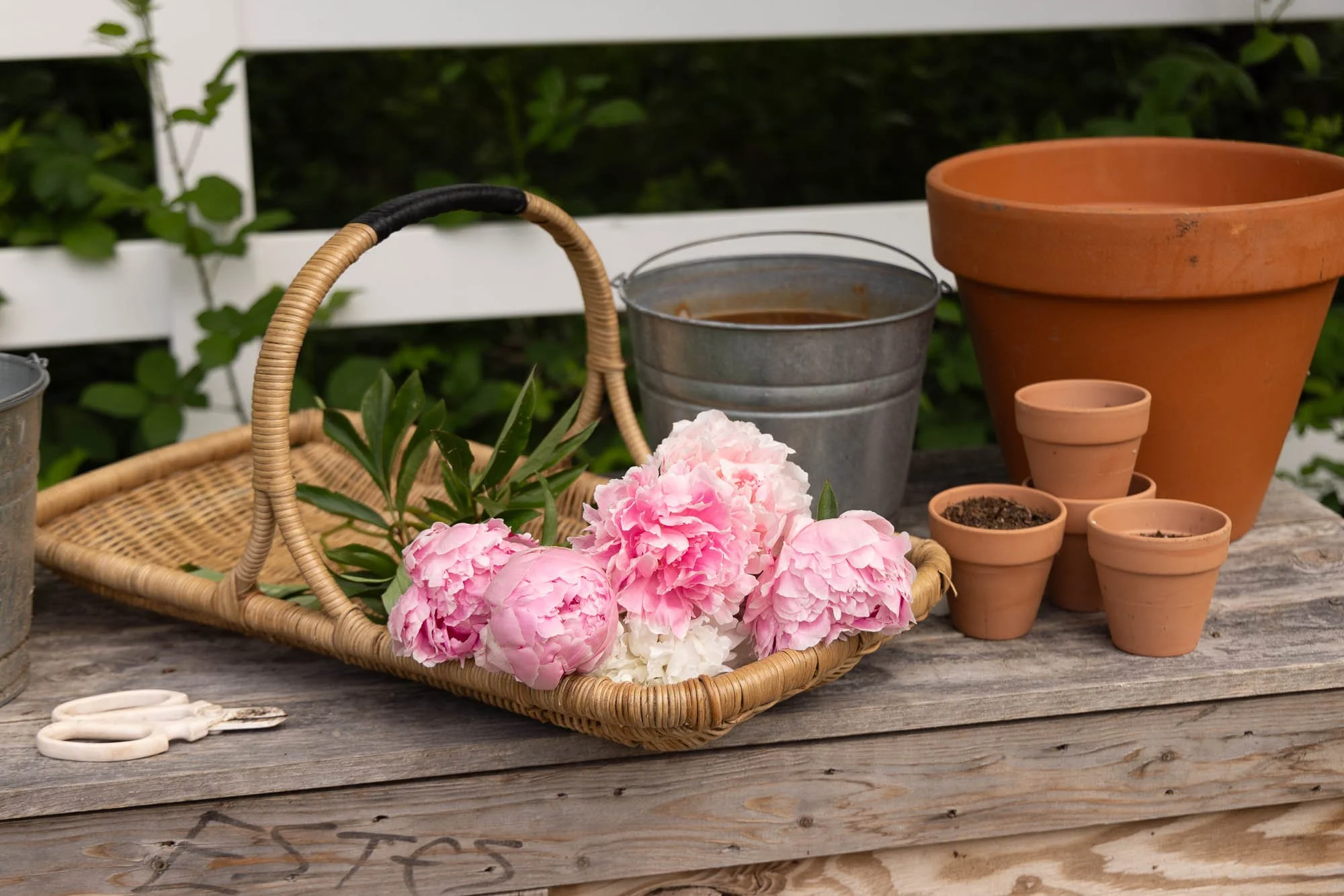 Soft pink Sarah Bernhardt peonies blooming at White Brick Flower Farm-1194.jpg