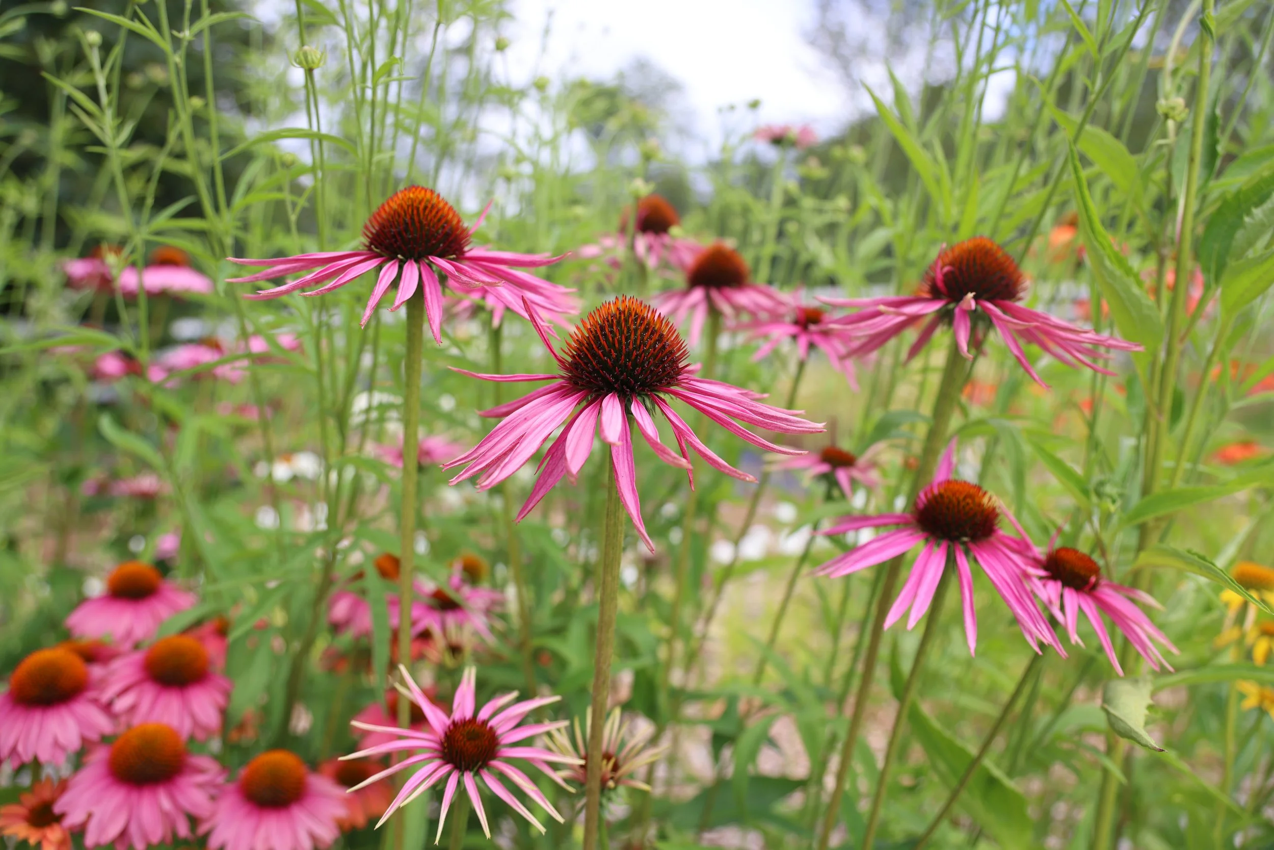 Pink coneflowers with orange centers in a garden.